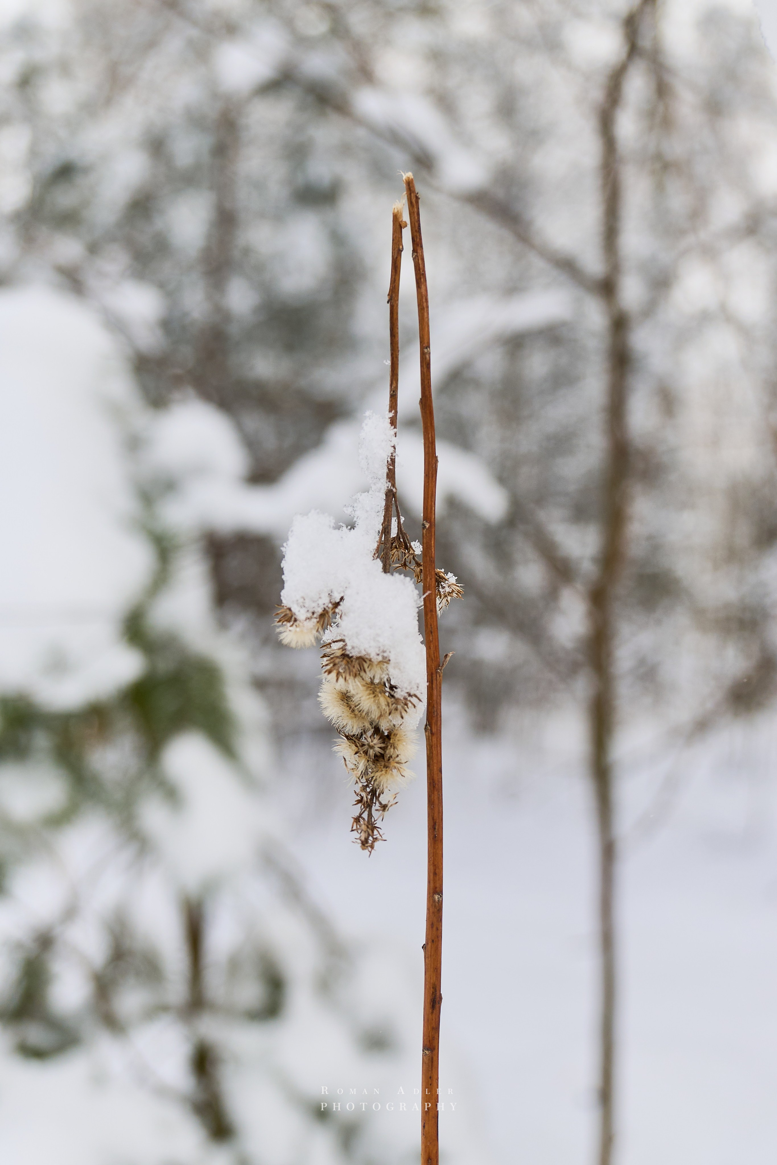 Апрельский снег. Москва 2025. Фотограф Роман Адлер