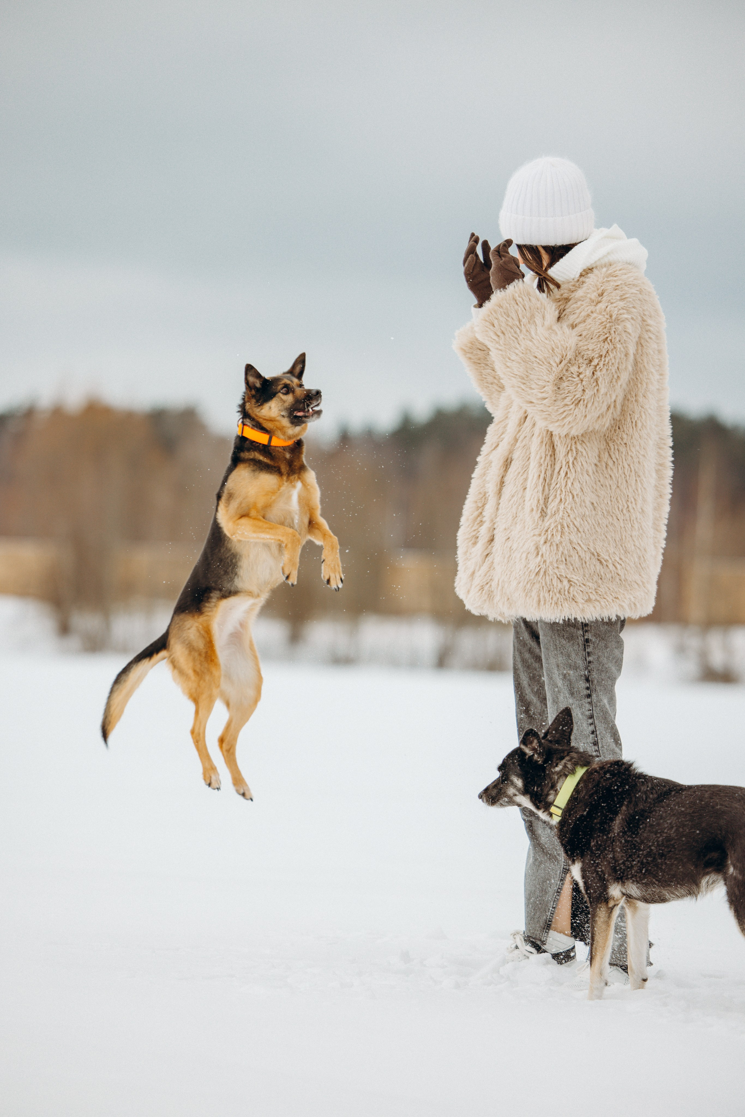 Ника, Матиша и Герда. Фотограф-анималист в Москве Лера Черноног