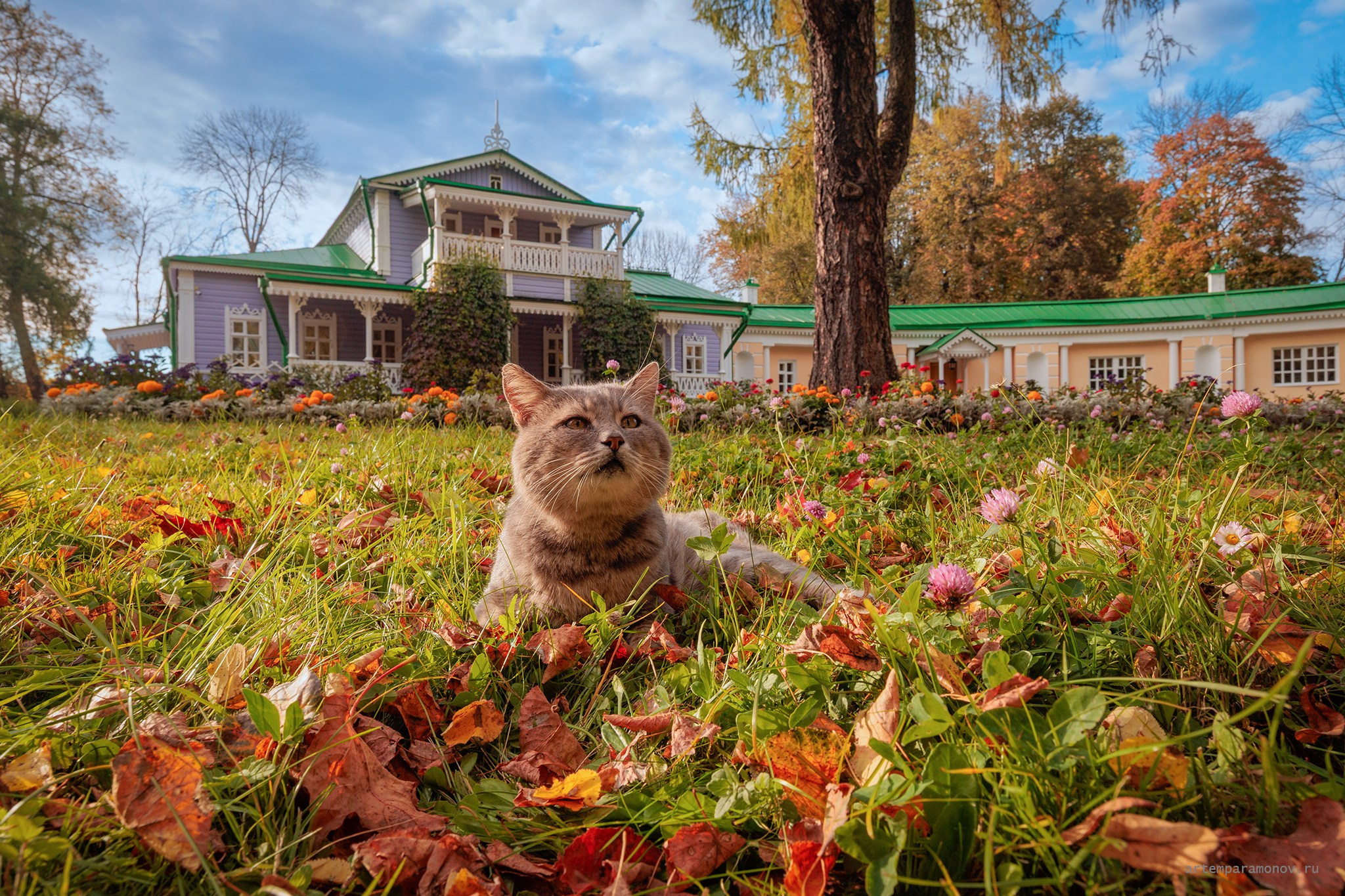 кот в Спасском- Лутовиново