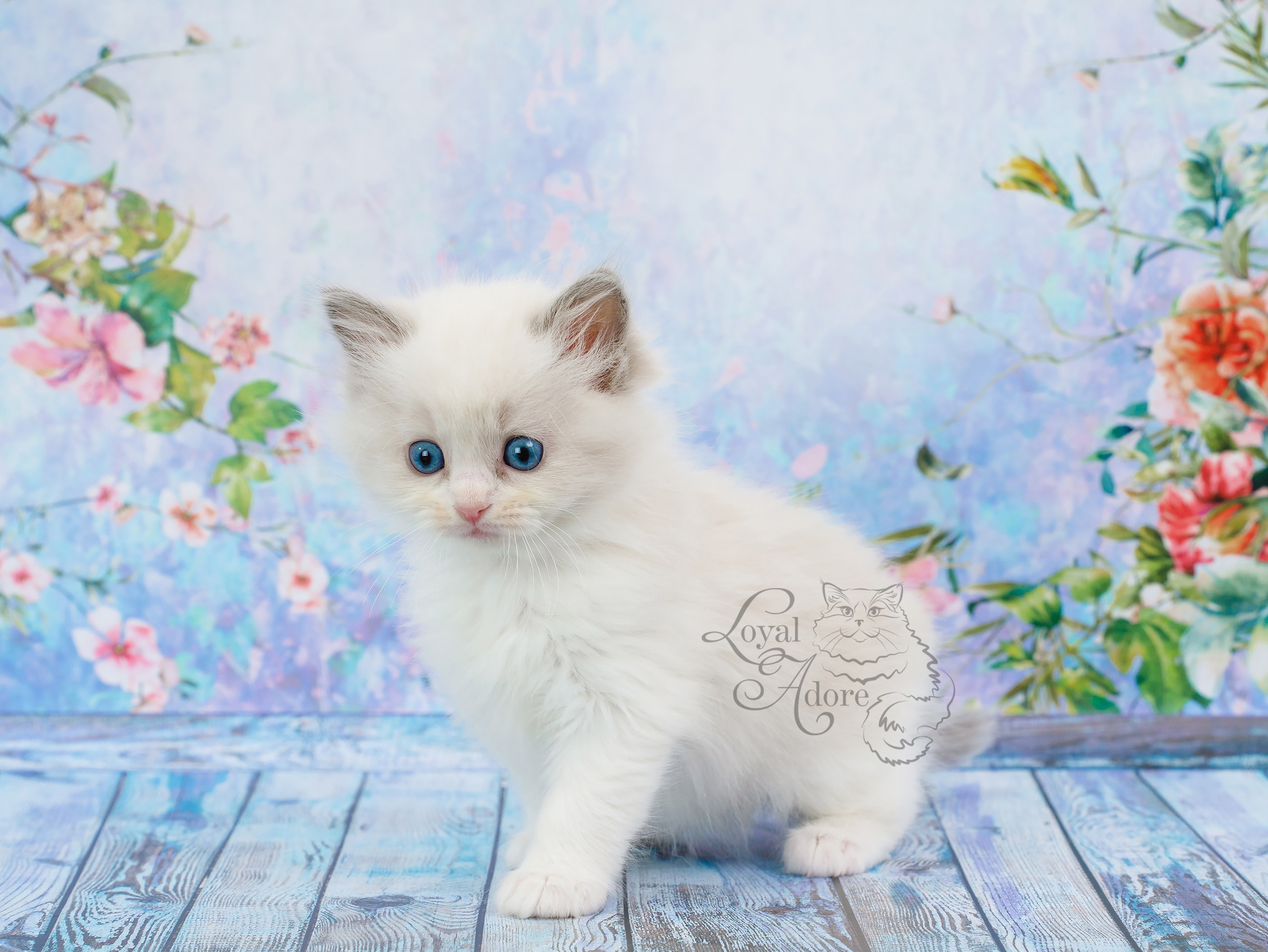 Котята рэгдолл от Loyal Adore. Питомник рэгдолл Loyal Adore