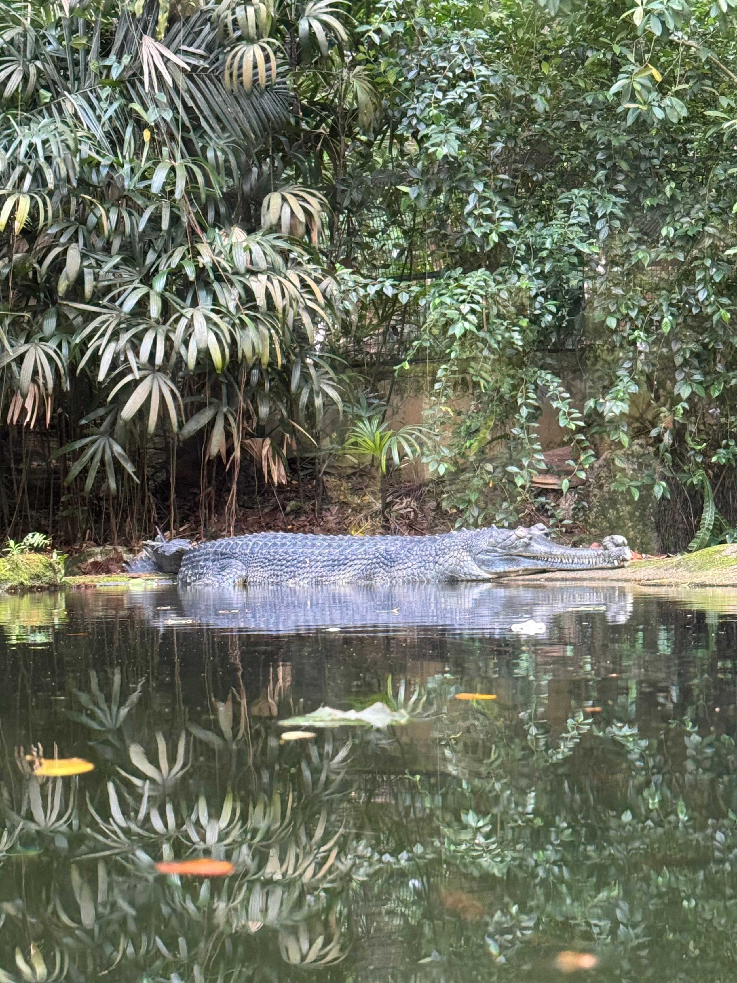 Сингапур 2025. А вот и да!
