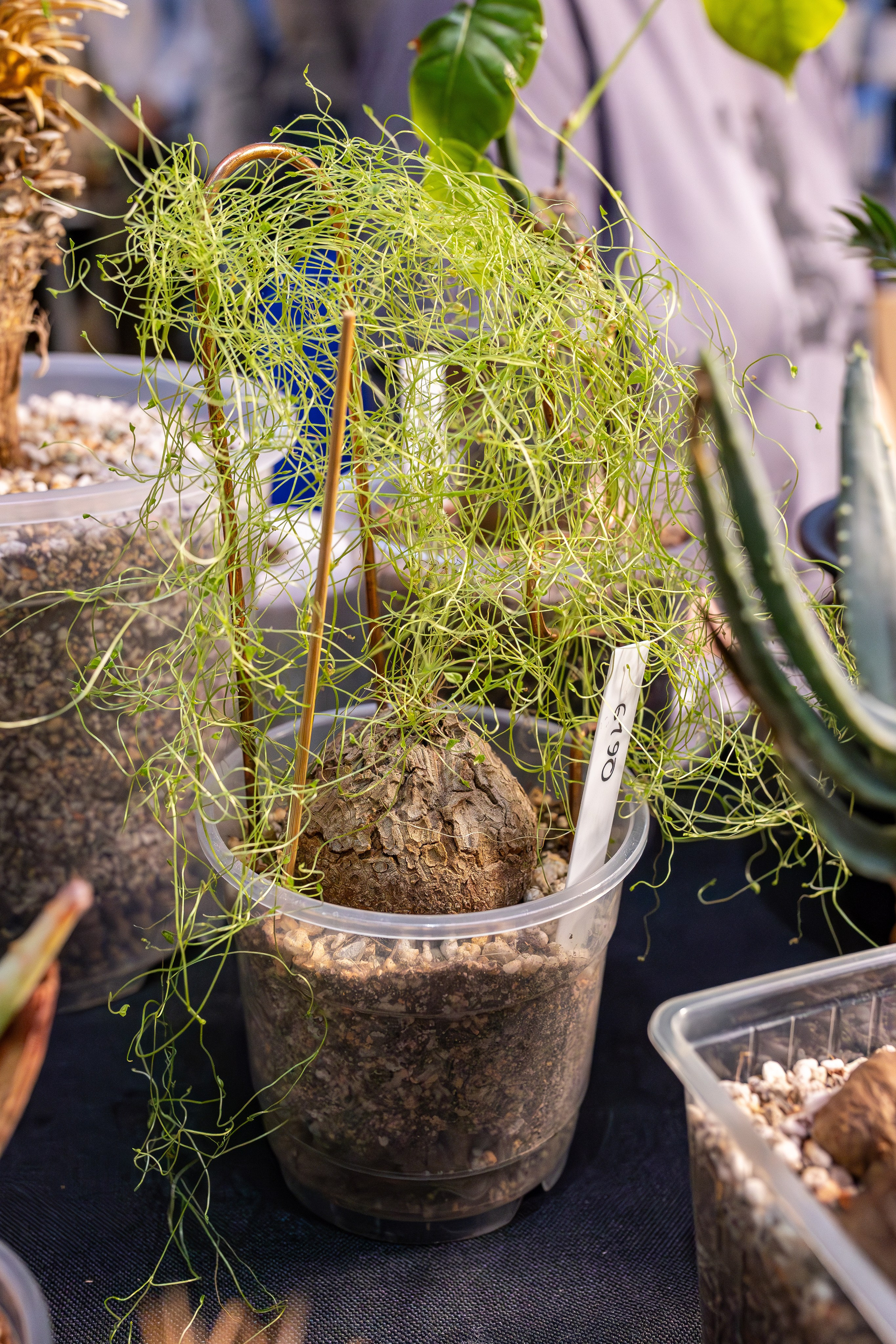 Монстериум апрель 2026. Александра Куликова фотограф, Москва