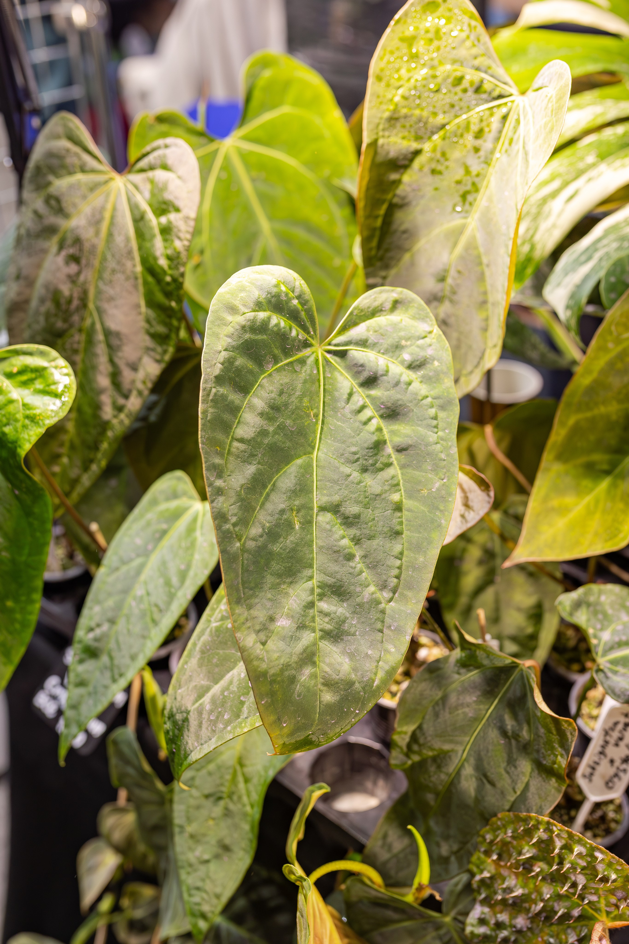 Монстериум апрель 2026. Александра Куликова фотограф, Москва