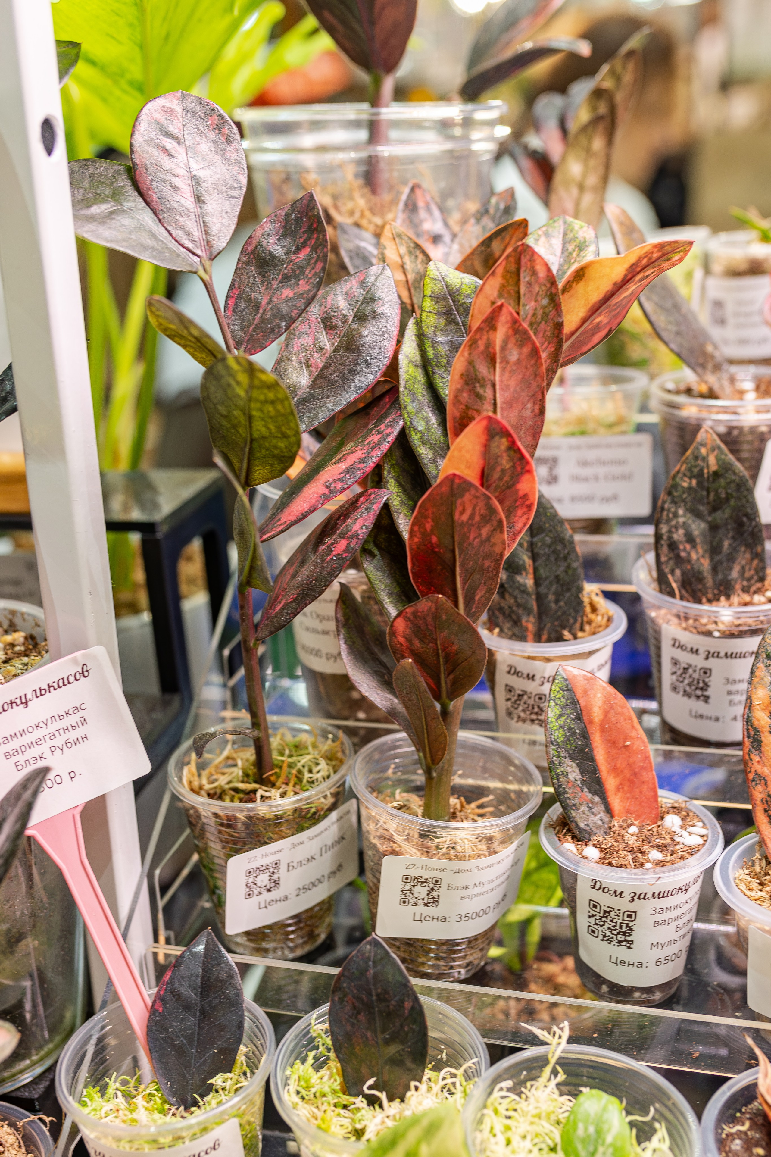 Монстериум апрель 2026. Александра Куликова фотограф, Москва