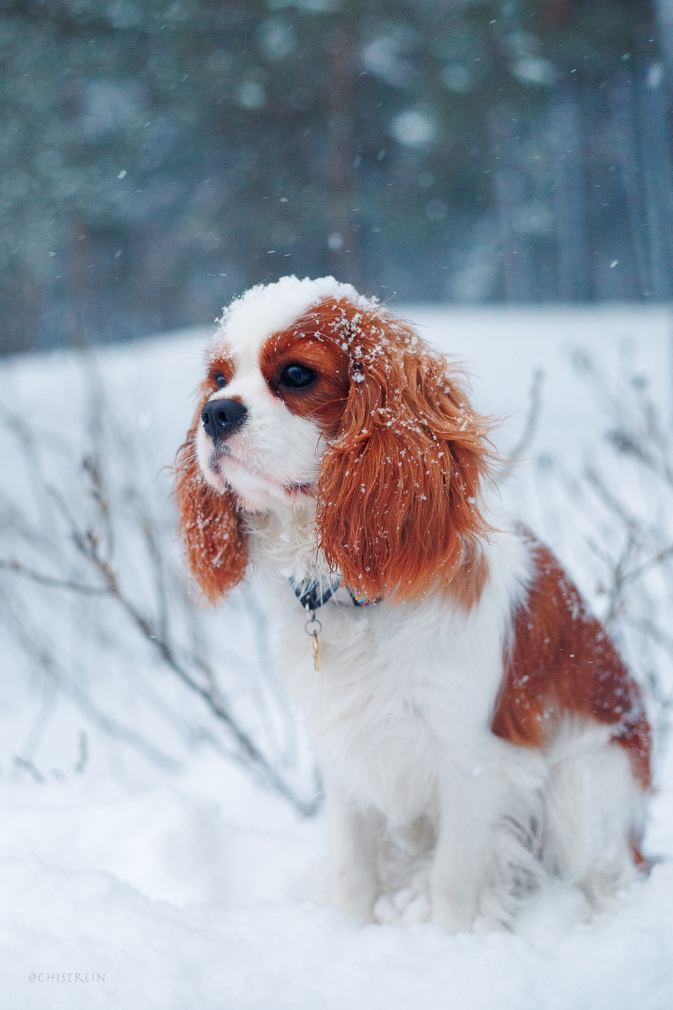 Внезапно апрельская зима. Фотограф-анималист Наталия Чистюхина в г. Сосновый Бор и ЛО