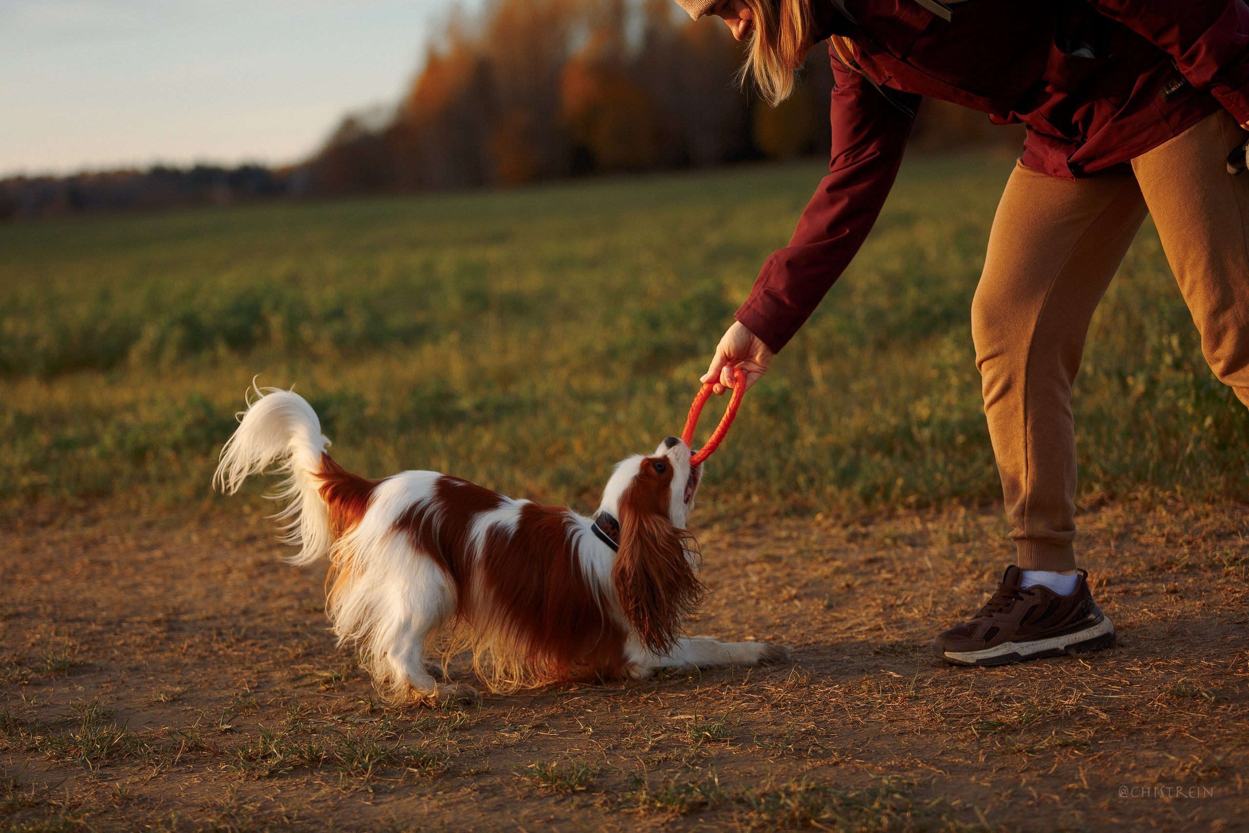 Октябрьский закат в полях. Алина и Лео. Фотограф-анималист Наталия Чистюхина в г. Сосновый Бор и ЛО