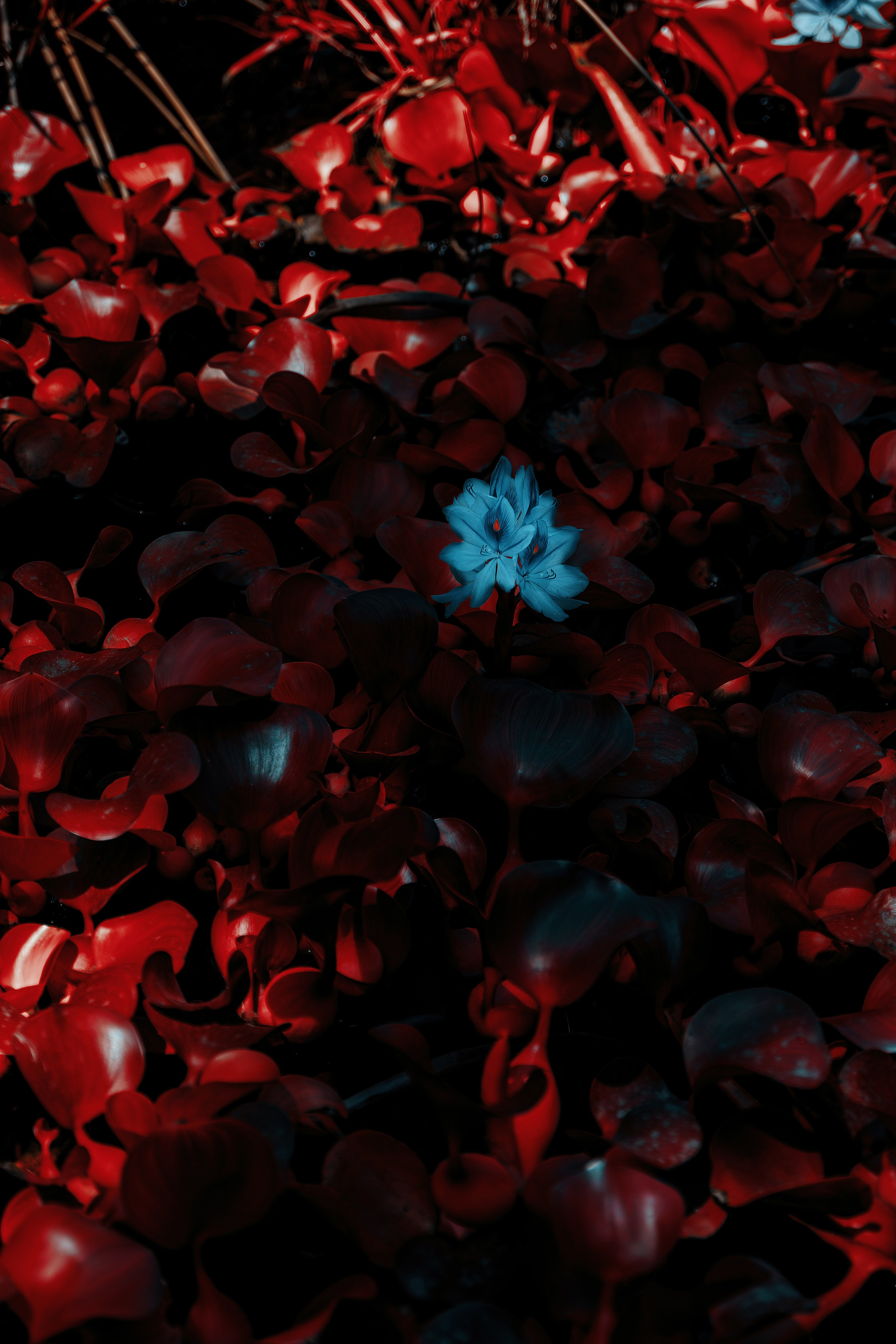 Фотосессия в японском стиле в краснодаре в парке Галицкого. прекрасный образ гейши и женская эстетика. Красивая природа Японии. 