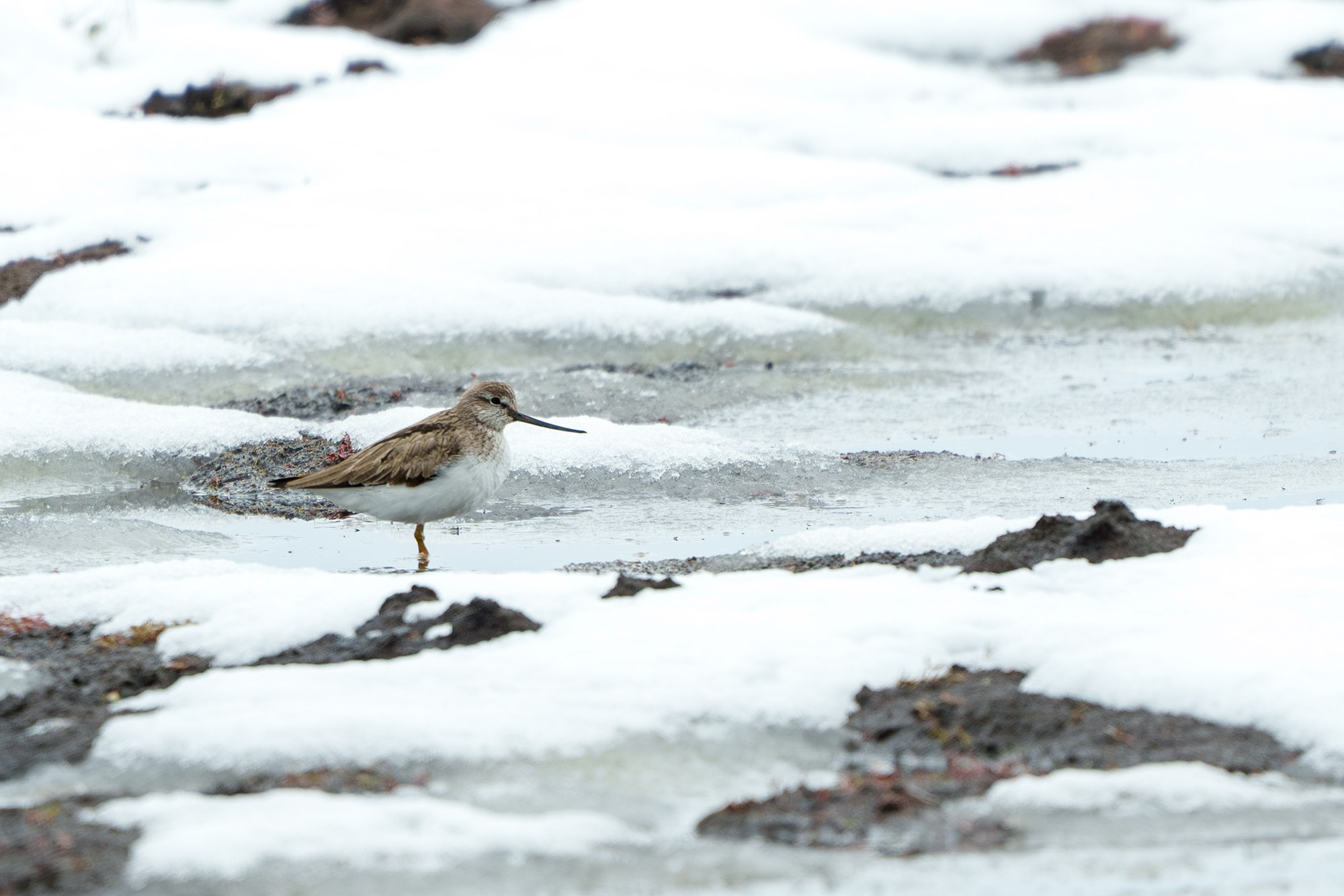 Удивительные мир птиц. Вокруг нас столько прекрасного — присмотритесь!. Ваш личный фотограф Марина Волкова
