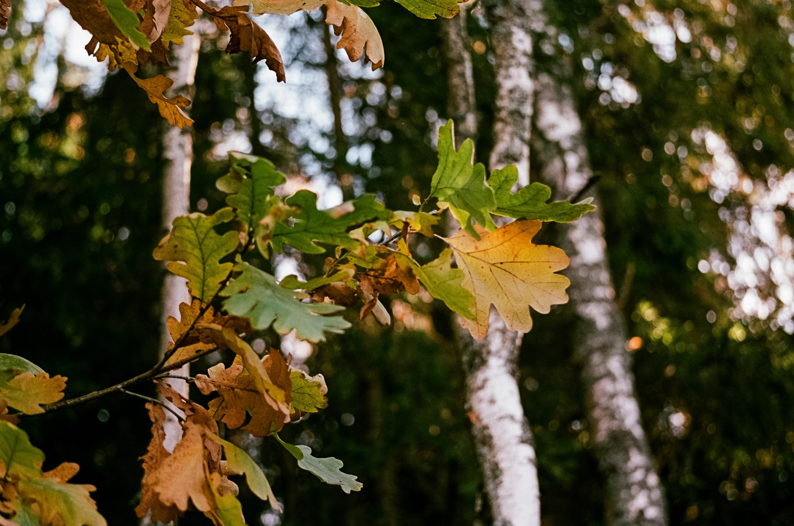 Nikon F100 — Mamiya (645) Sekor C 45 mm f2.8 и Macro 80 mm f/4