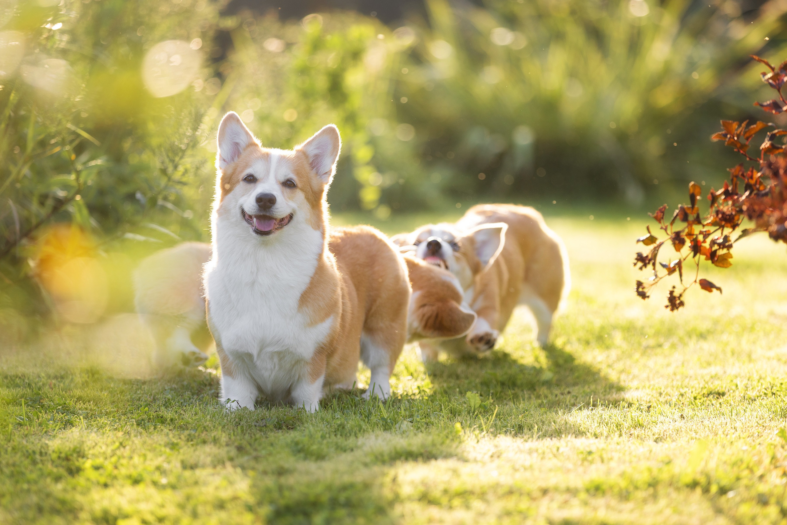 Собаки и не только. Фотограф Алена Звездина