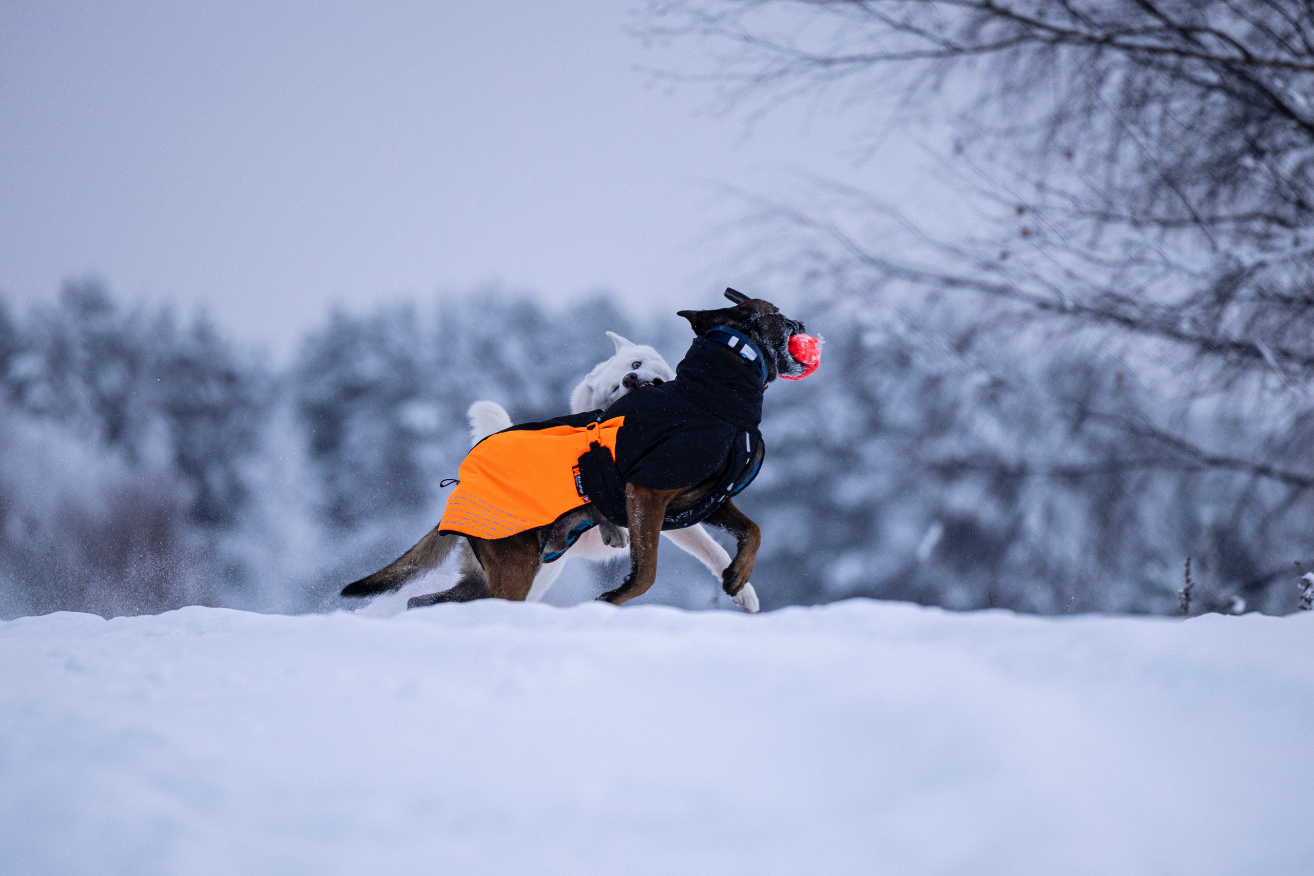 Рики и Гаруда. Фотограф-анималист Анна Маринич