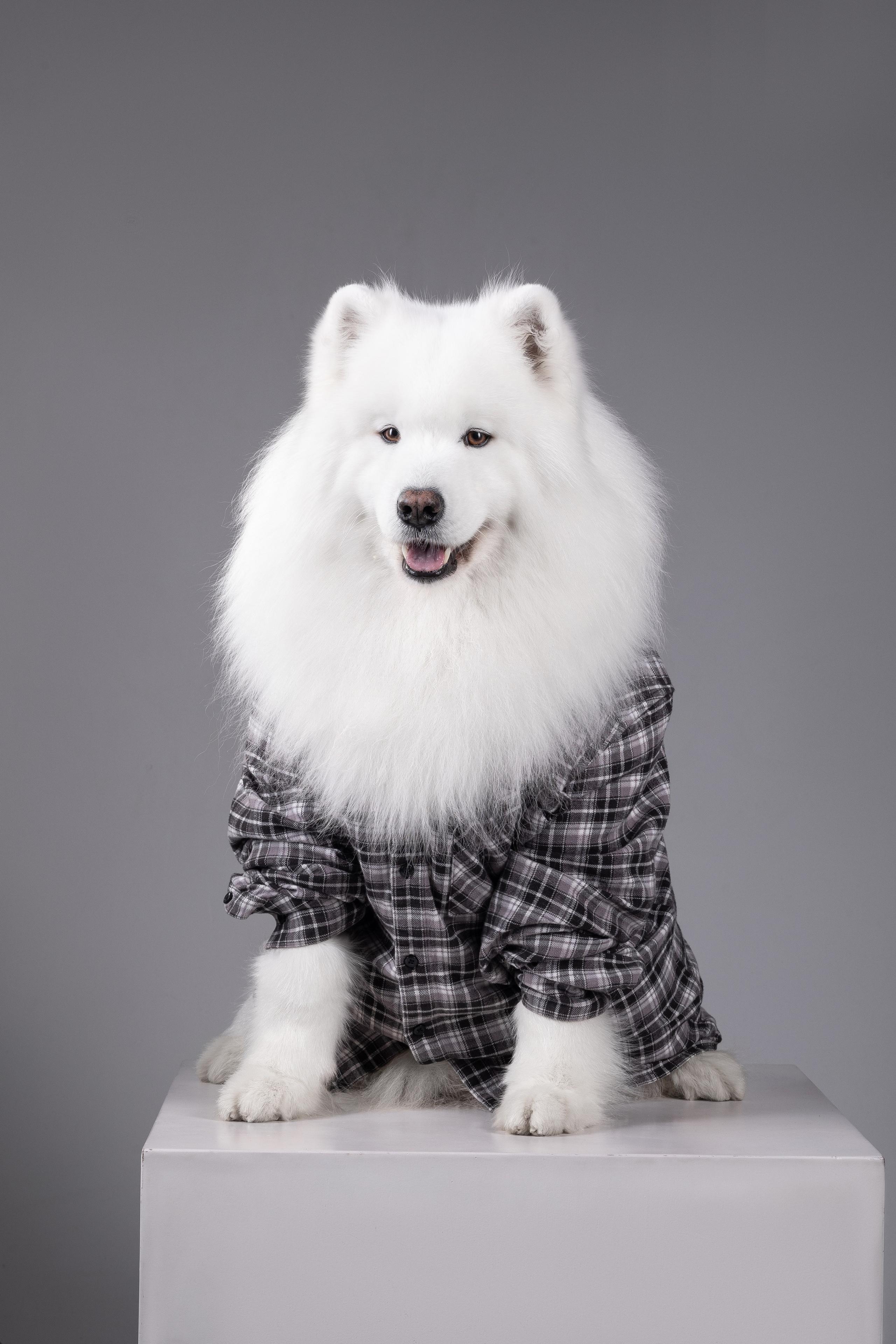 Самоеды в студии. Фотограф анималист в Москве Майорова Евгения