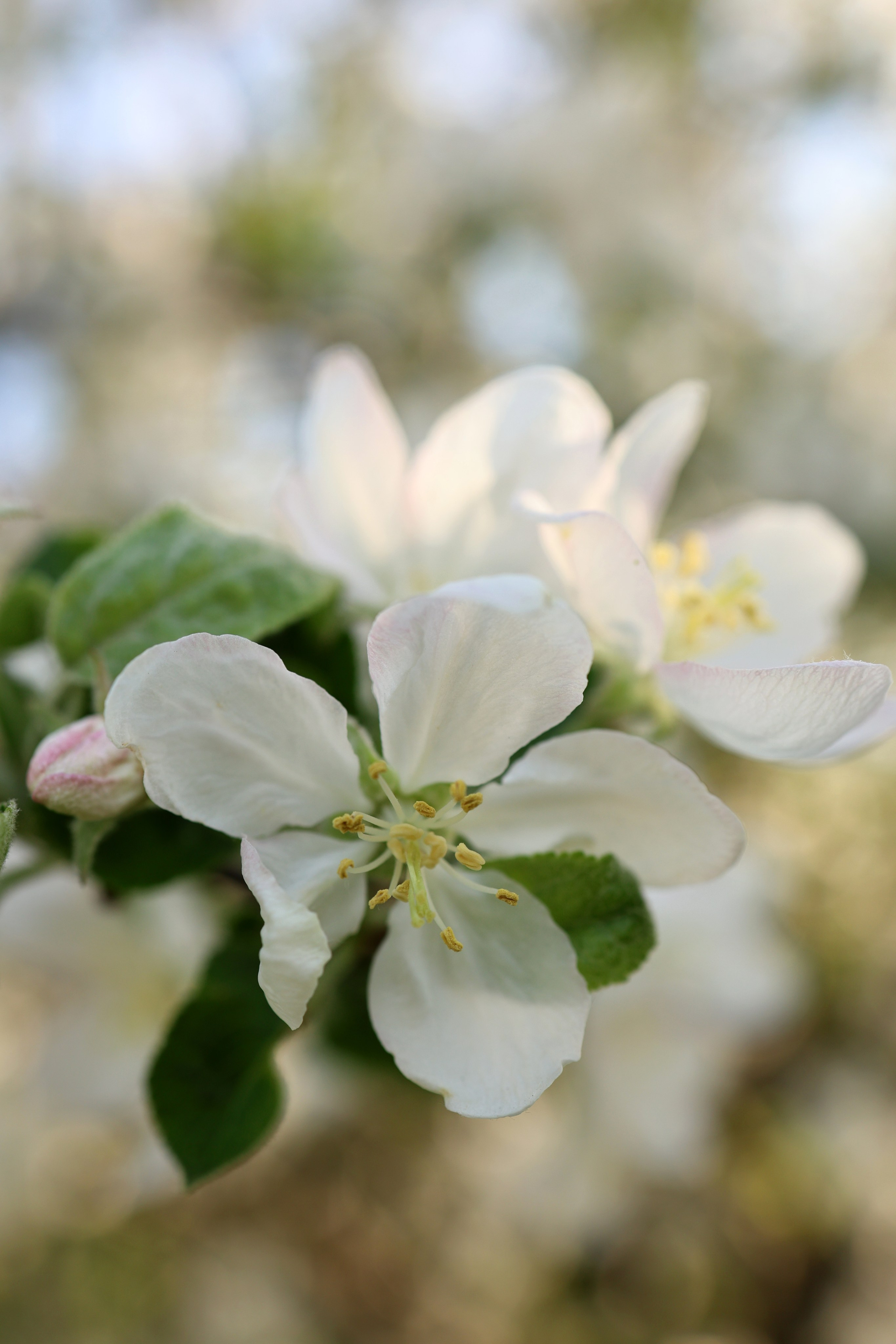 Маргарита. Свадебный и семейный фотограф в Воронеже Ксения Воротникова