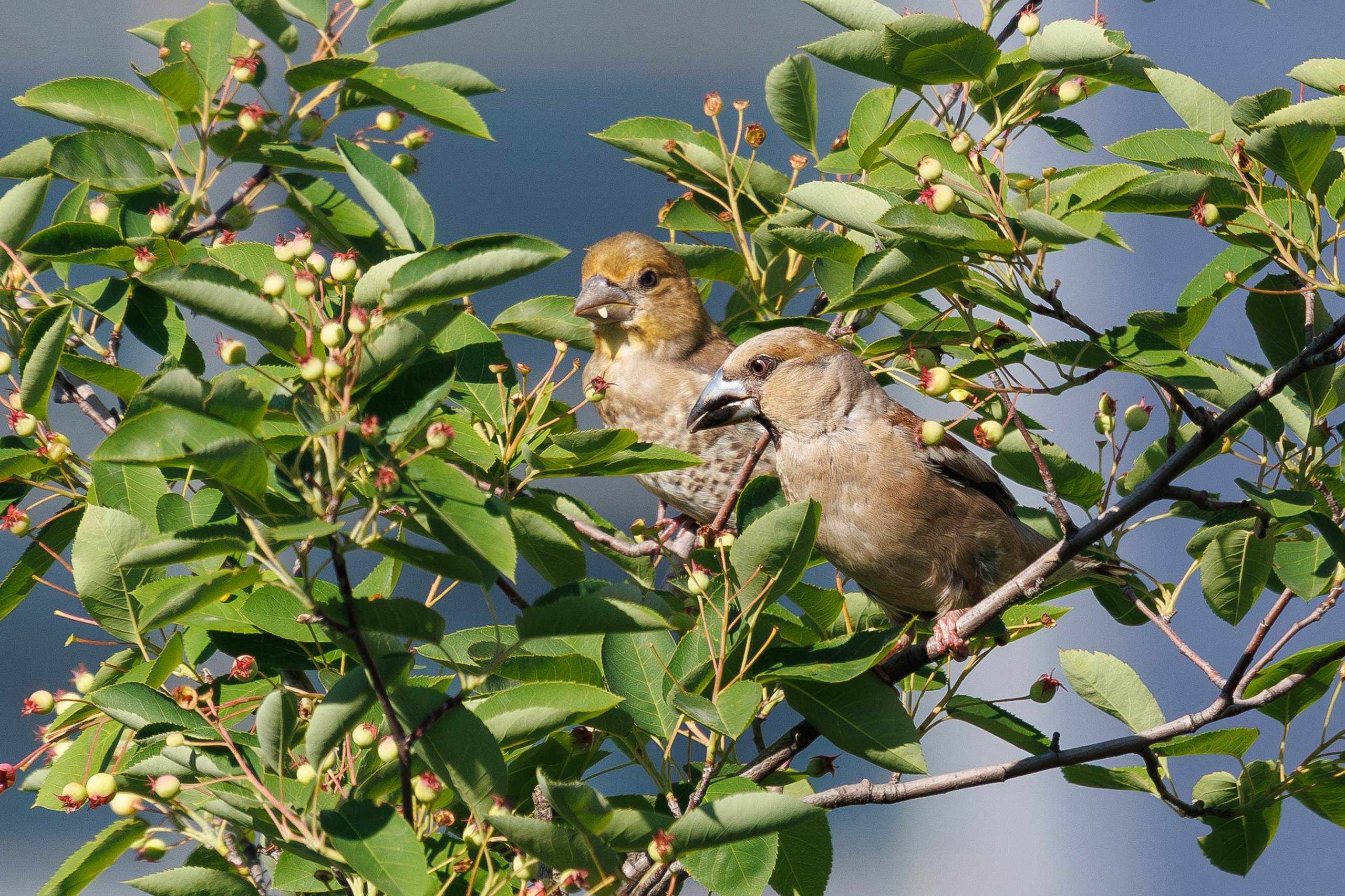 Семья дубоносиков,  г. Люберцы, парк "Центральный" Снято на Canon EOS R8, RF 600 mm f11.