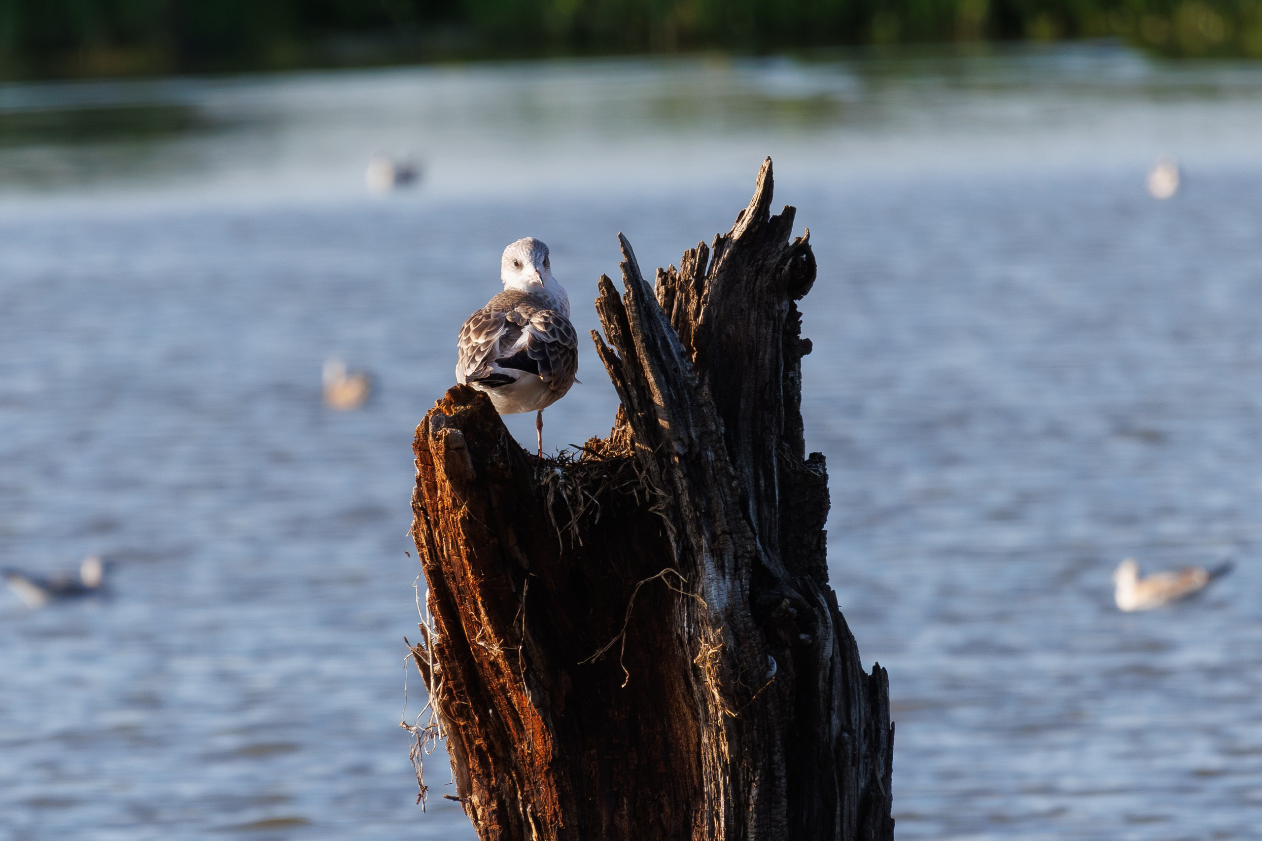 Птицы Москворецкого пойменного заказника. Птицы парков г. Люберцы
