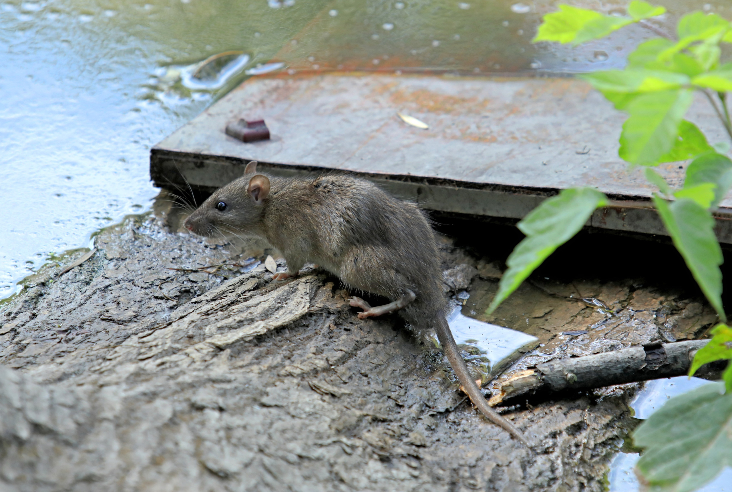 Птицы и животные южного региона. Фото-художник и Репортажный фотограф Николаев Александр Алексеевич