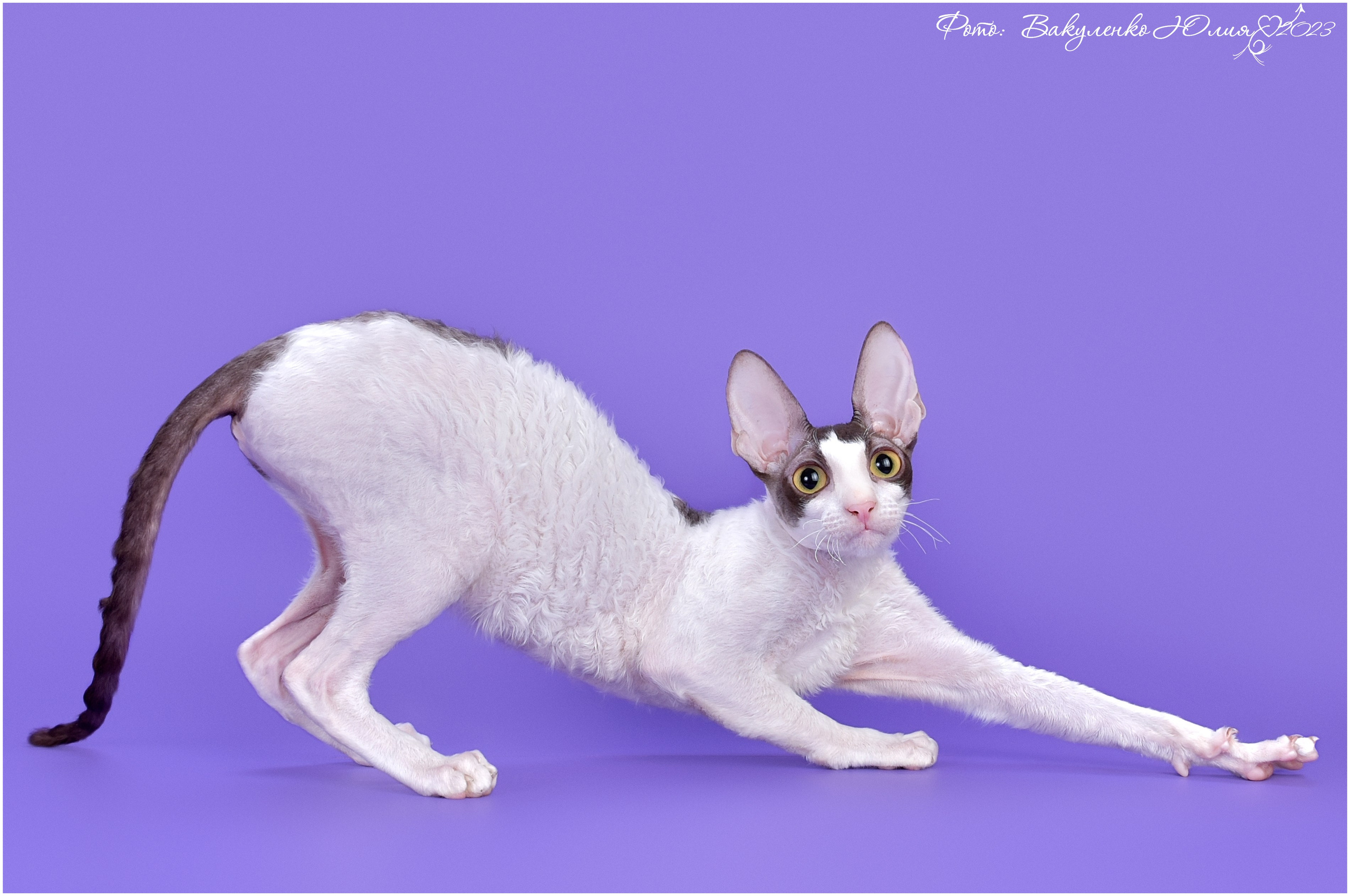 Взрослые. Фотограф анималист | семейный Юлия Вакуленко, г. Краснодар