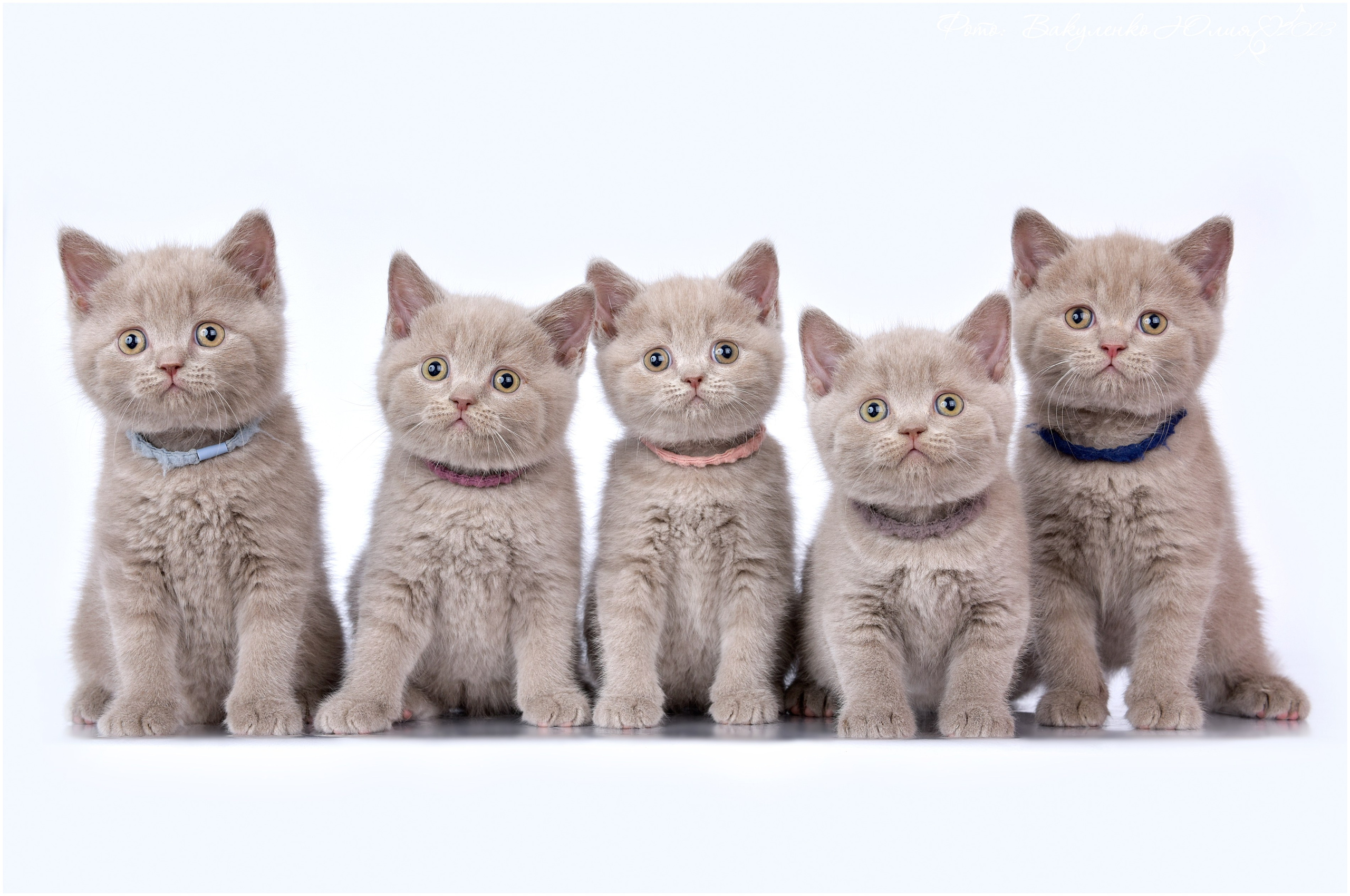 Котята. Фотограф анималист | семейный Юлия Вакуленко, г. Краснодар