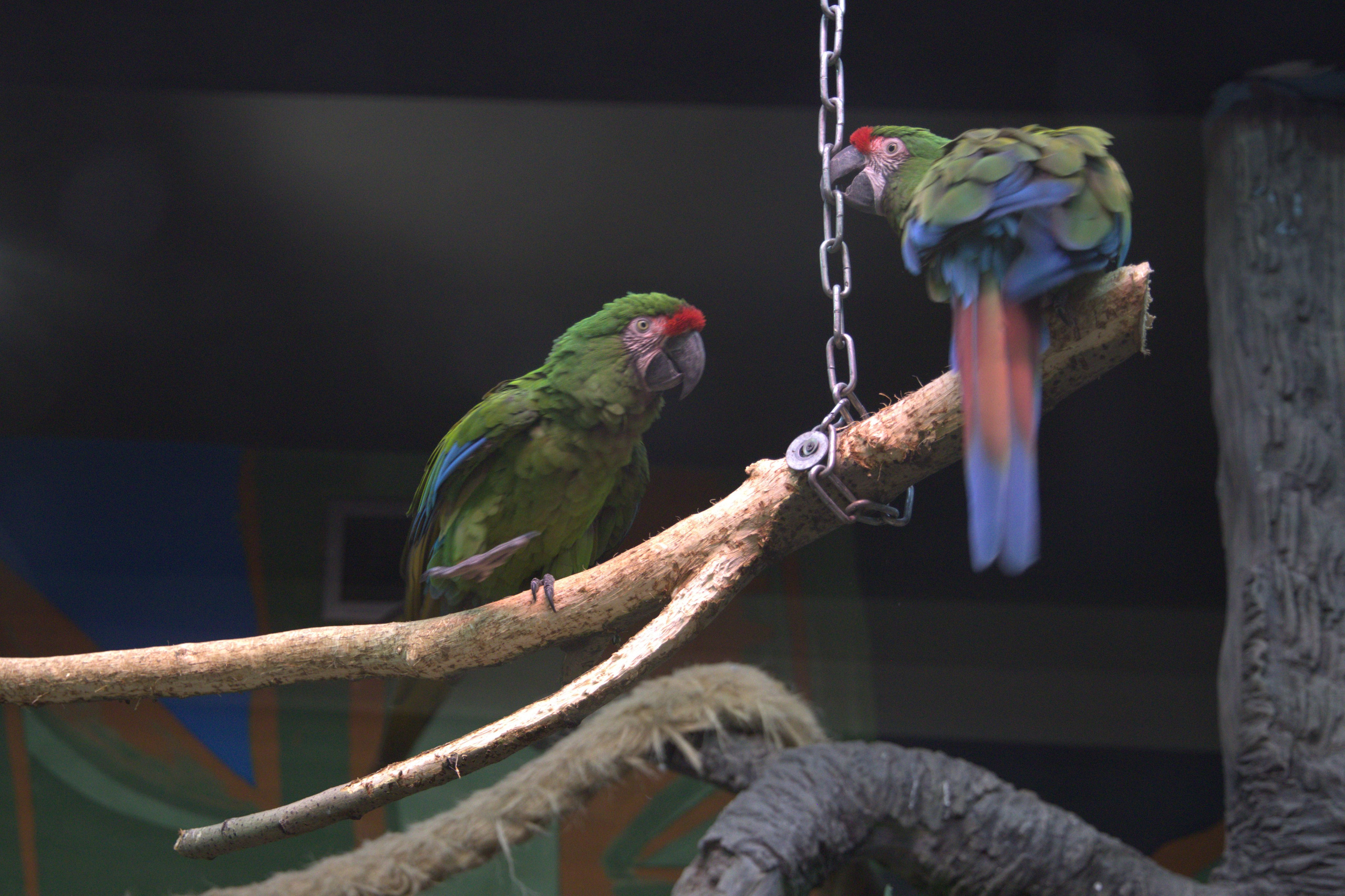 ЗООПАРК. ФОТОГРАФ В МОСКВЕ СТАНИСЛАВ КОБЗЕВ