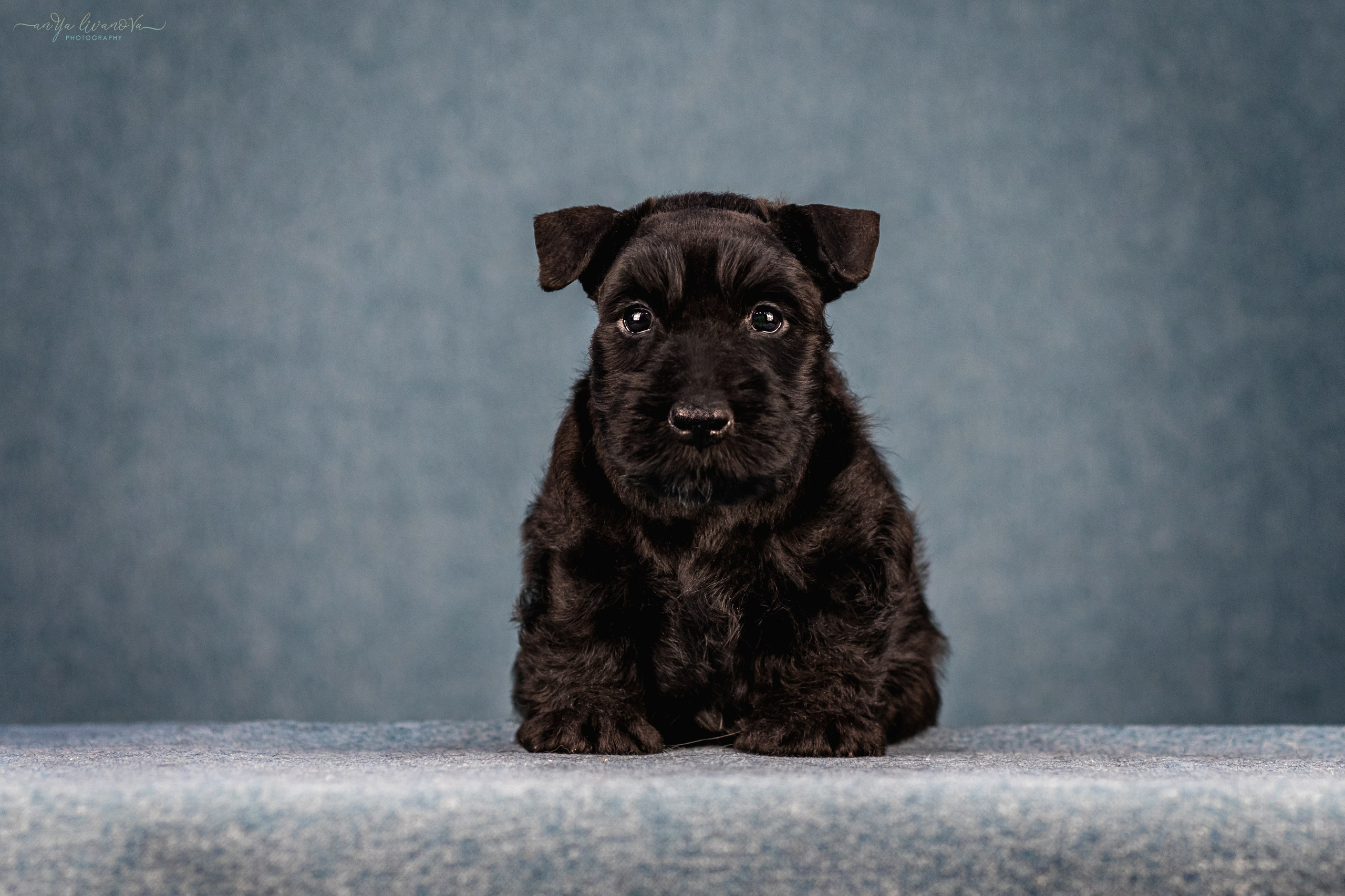 Скотти. Фотограф анималист Аня Ливанова | Рыбинск