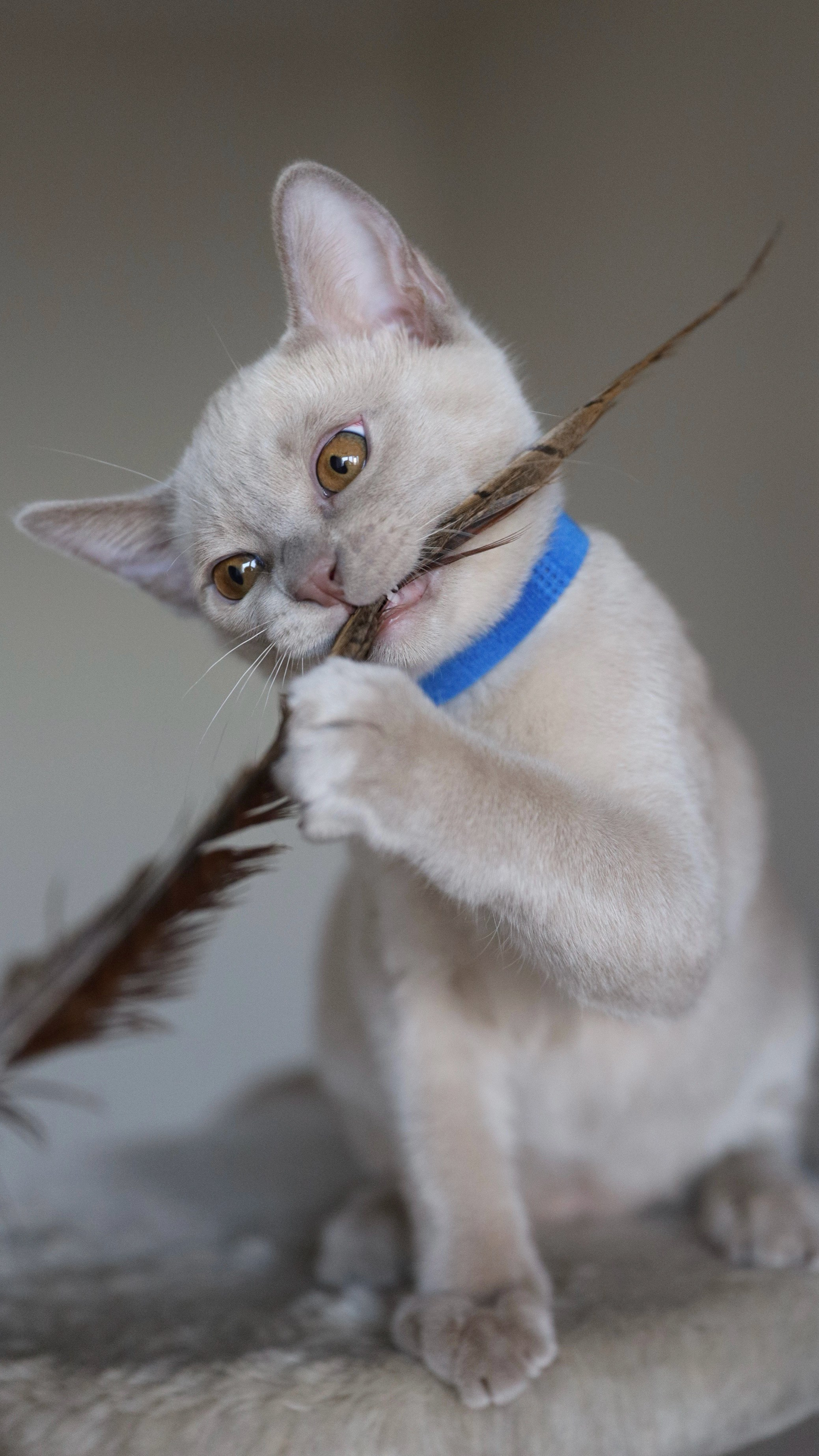 Christopher. Cattery “Bouncy Life”