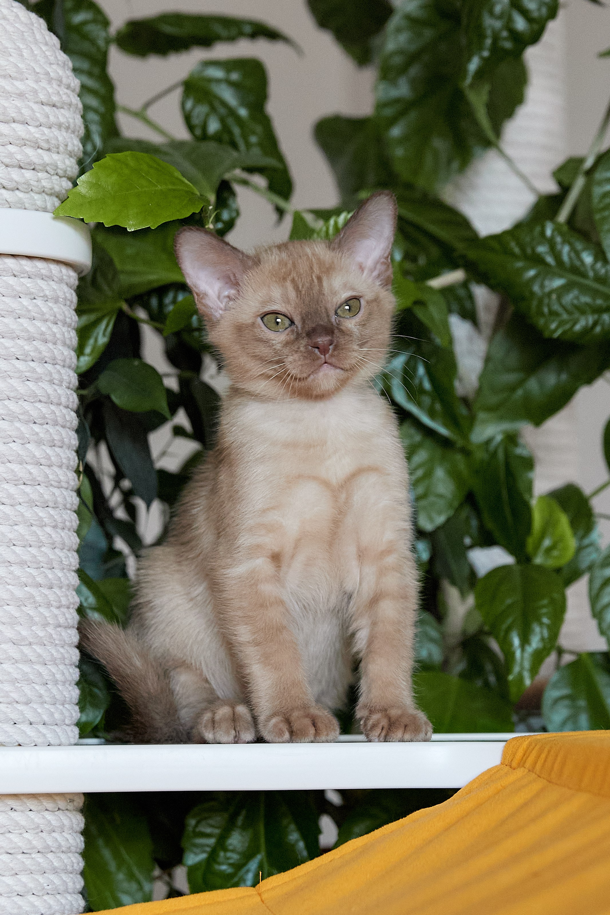 Afina (Магнитогорск). Питомник «Bouncy Life»