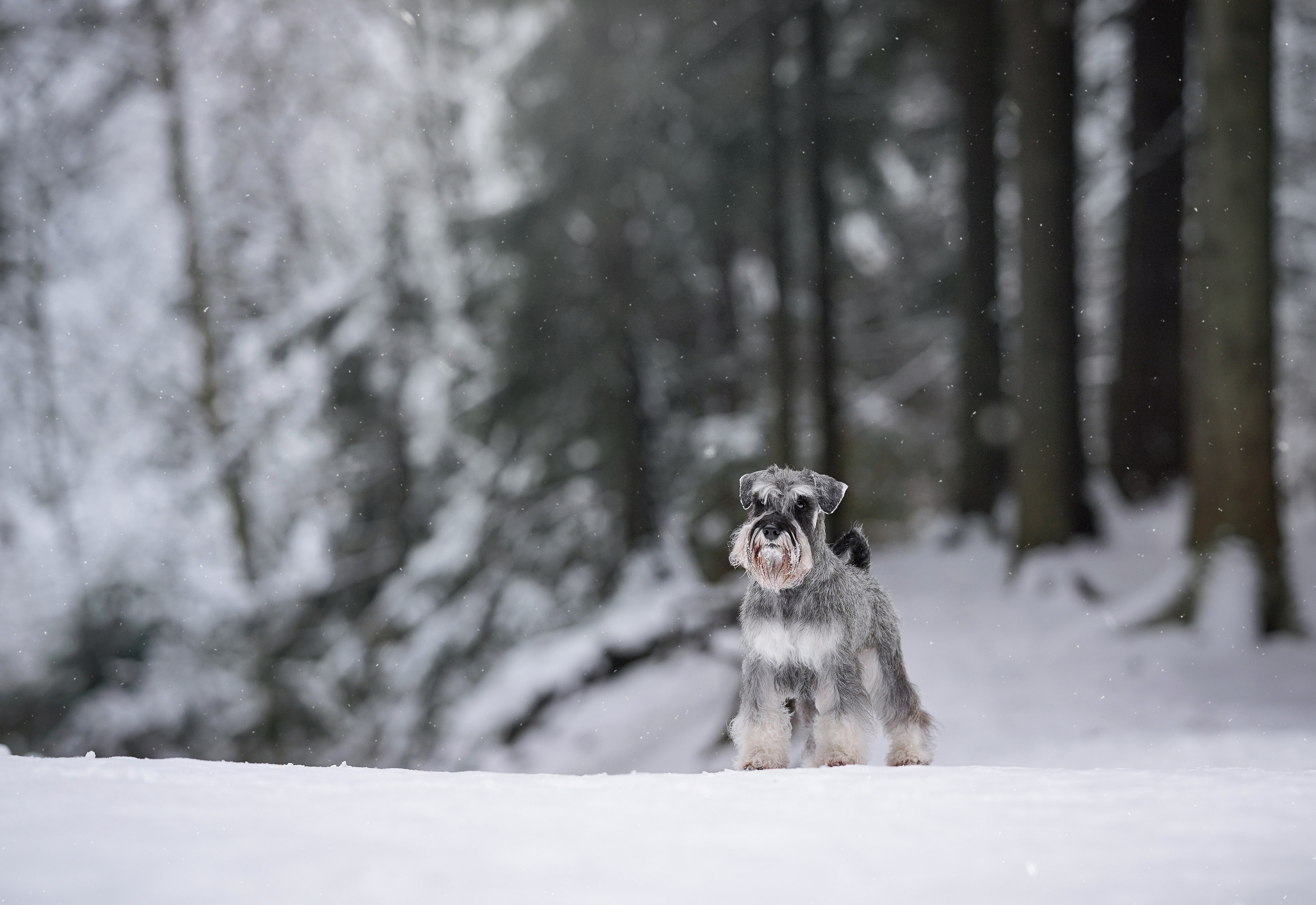 Бенчи и Арчи. Фотограф-анималист в Санкт-Петербурге Яна Мартынова