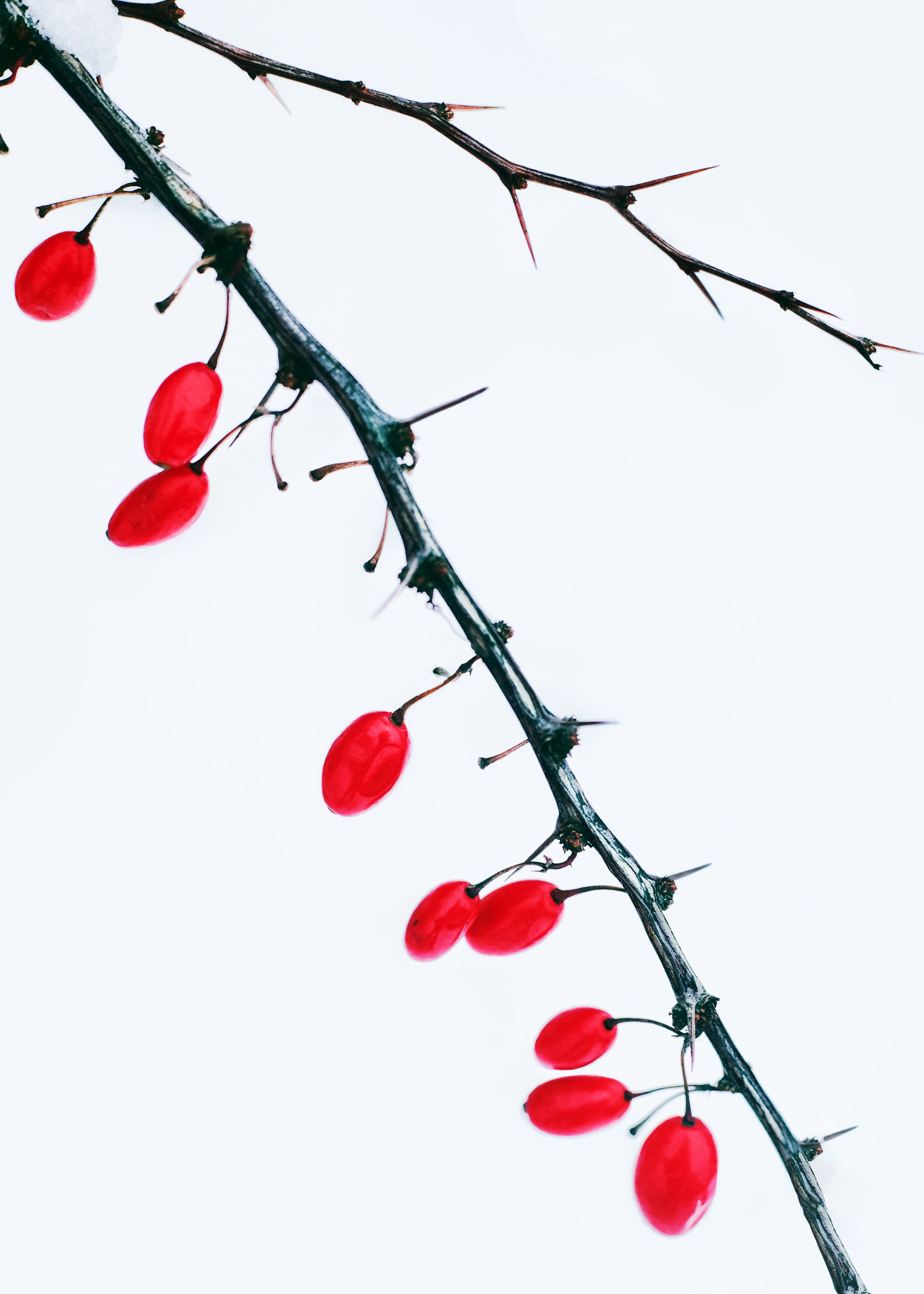 Интерьерные картины. Ангелина Журавлева Фотограф в Москве