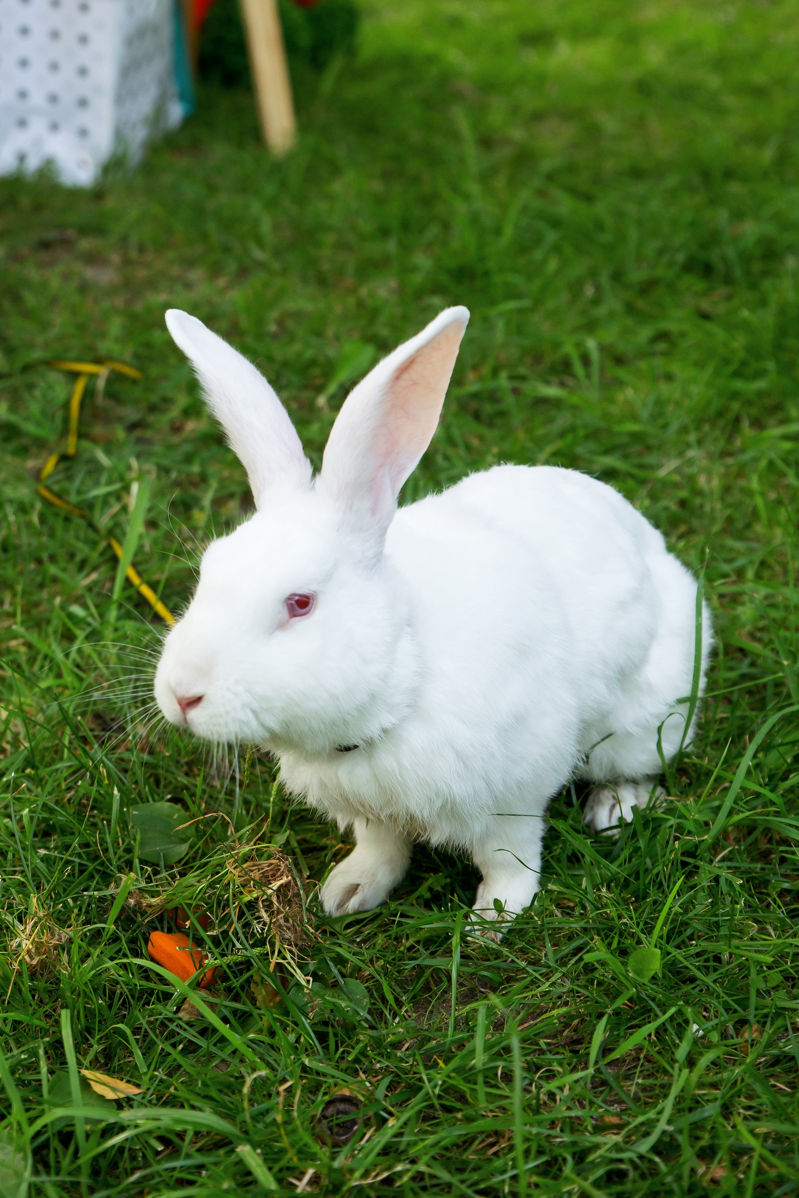 День рождения Анна 6 лет. Фотограф Иван Недорез