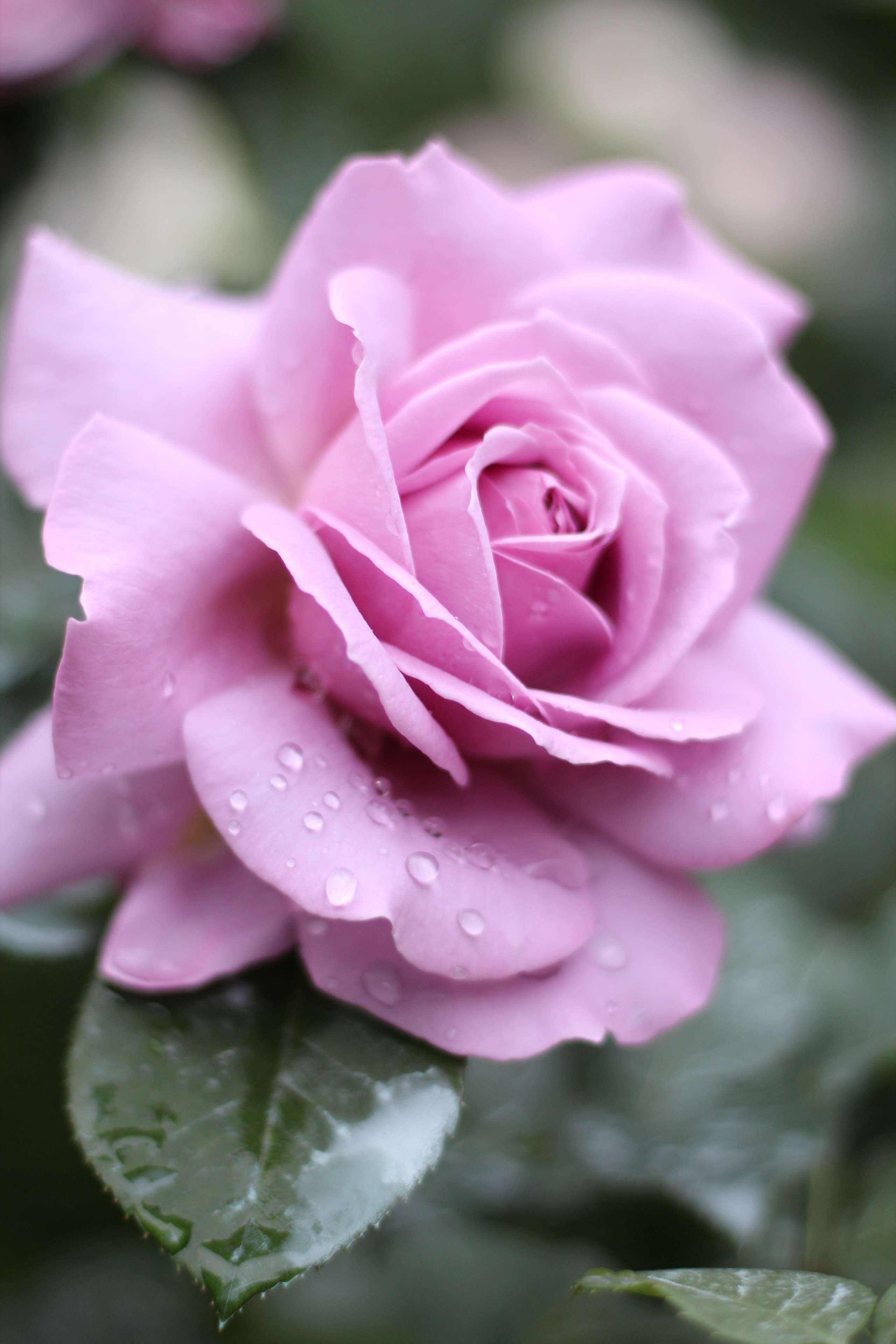 Предметная фотография. Семейный и детский фотограф в Москве Анастасия Крейнина