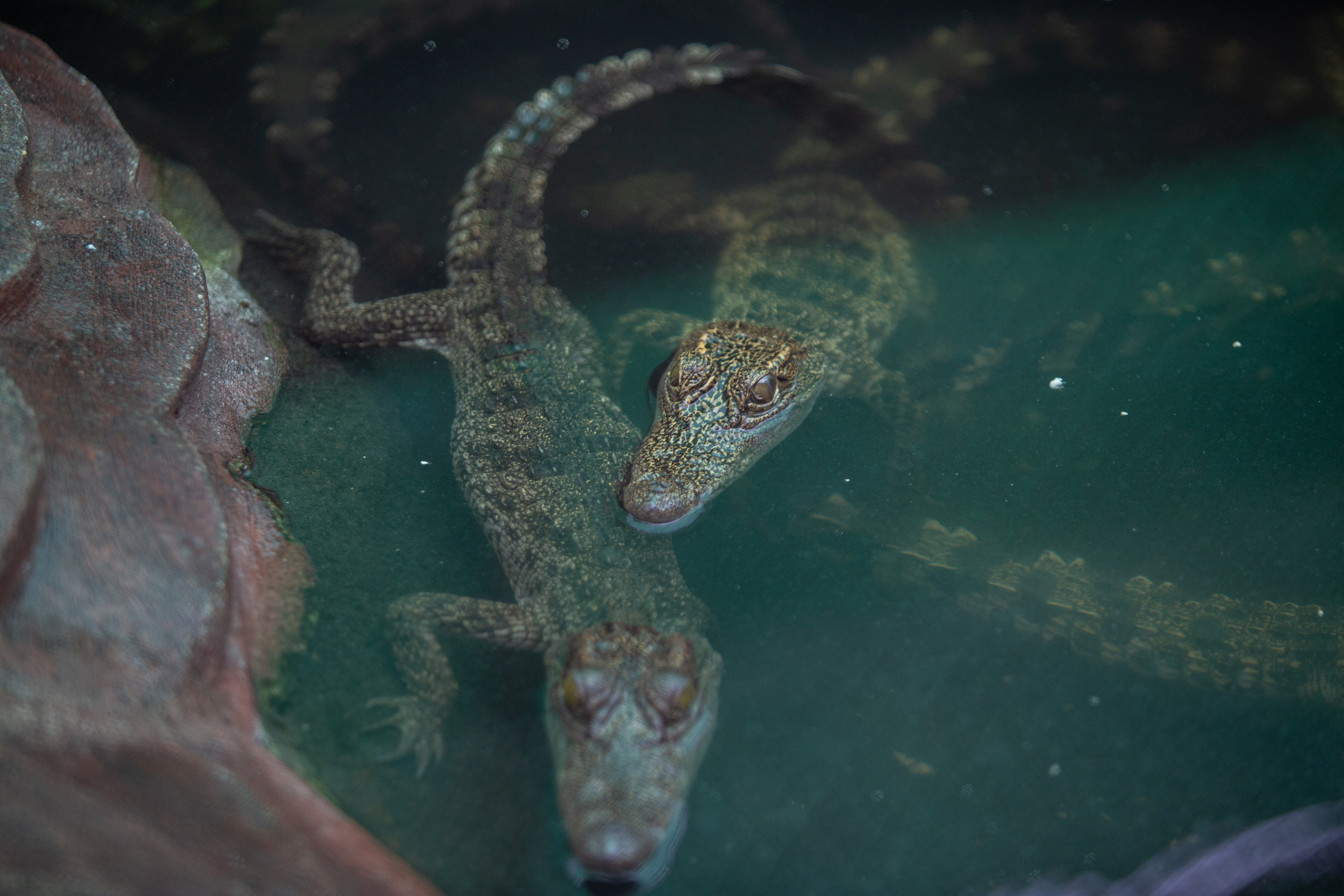 Samut Prakan Crocodile Farm & Zoo. Photographer Sonkina Tatiana (Tanya Ash)