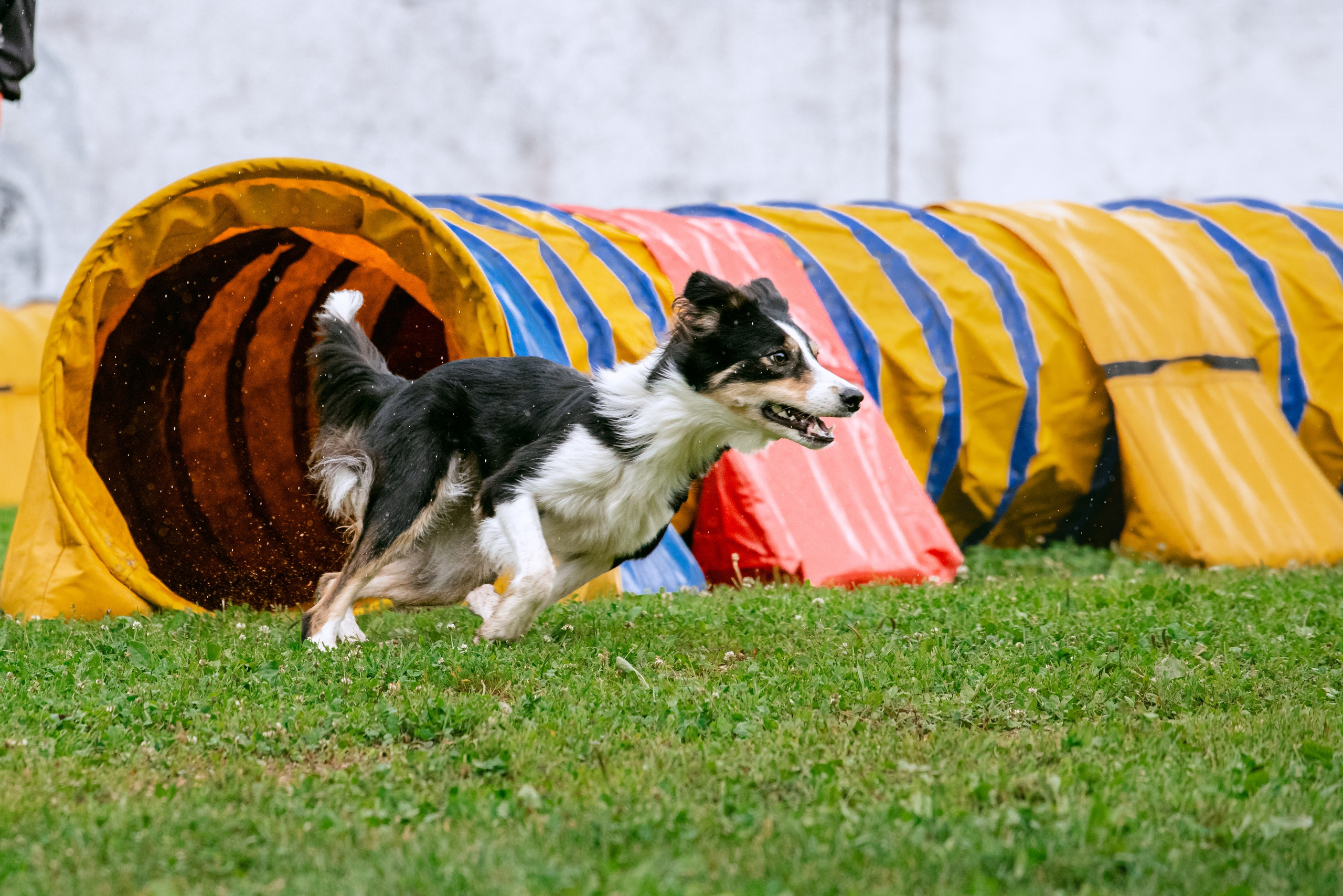 Соревнования по аджилити Долгопрудный 30.06.2025. Фотограф-анималист Татьяна Степанова