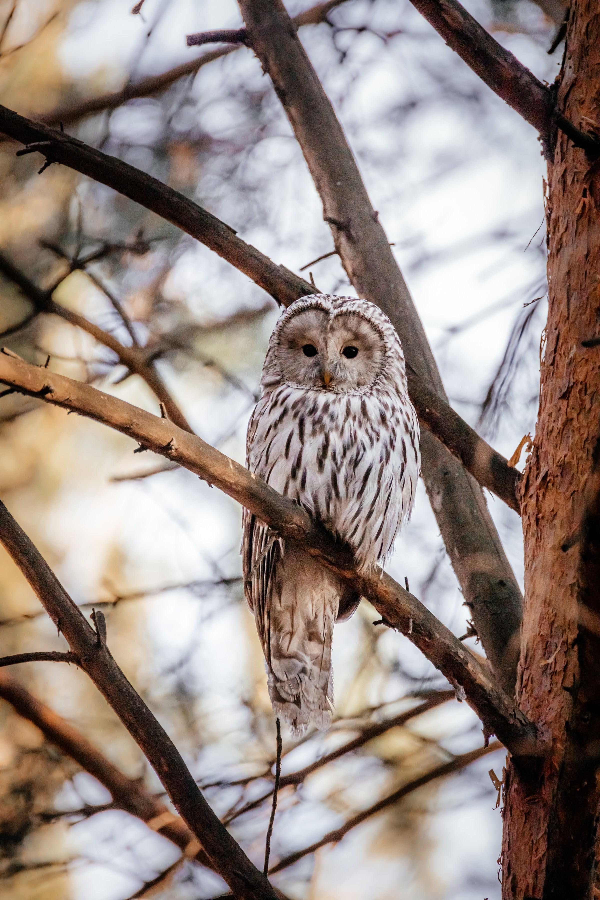 Совы. Фотограф в Красноярске Оксана Корчагина
