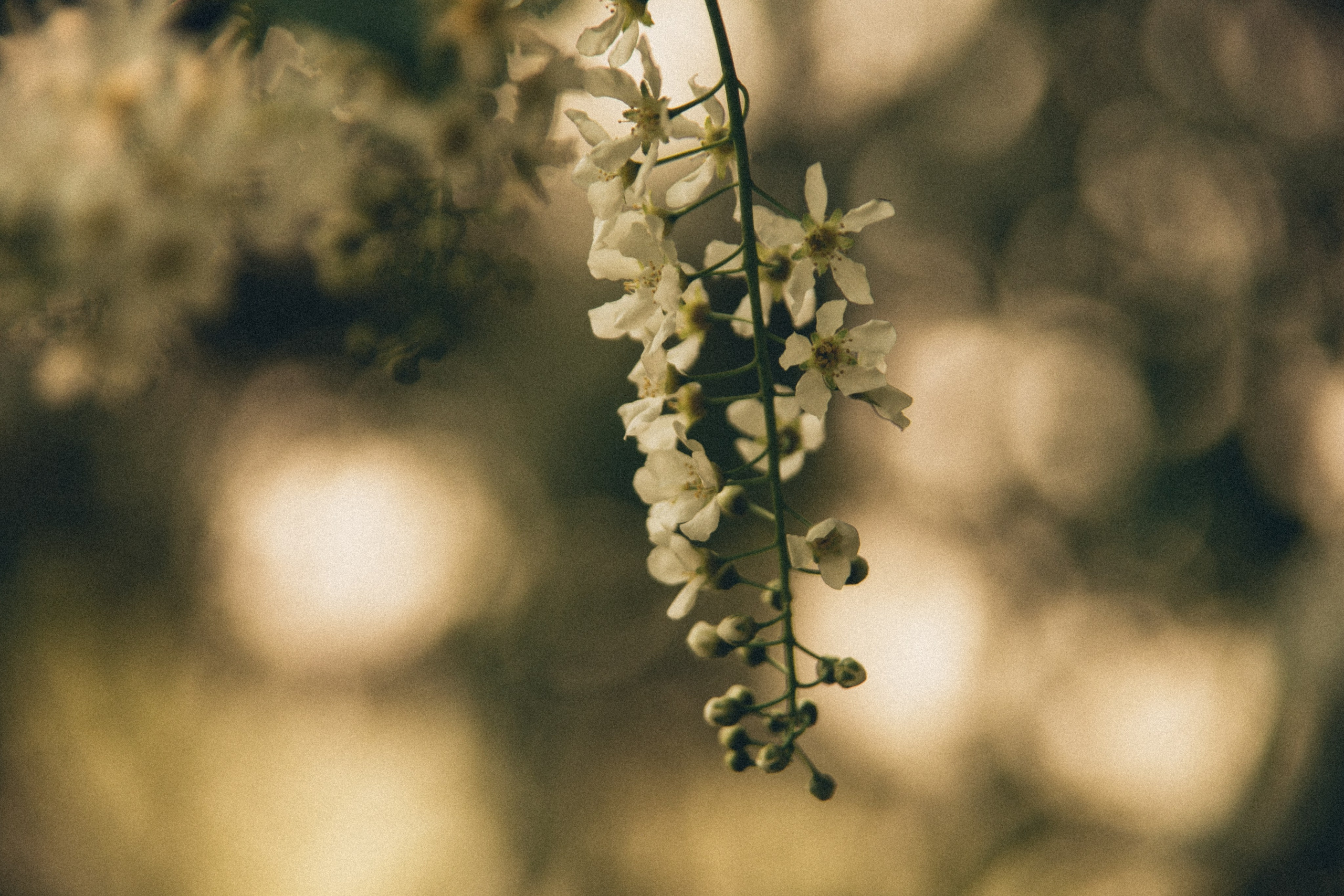 Природа. Darinishna Фэнтези-фотограф Хабаровск