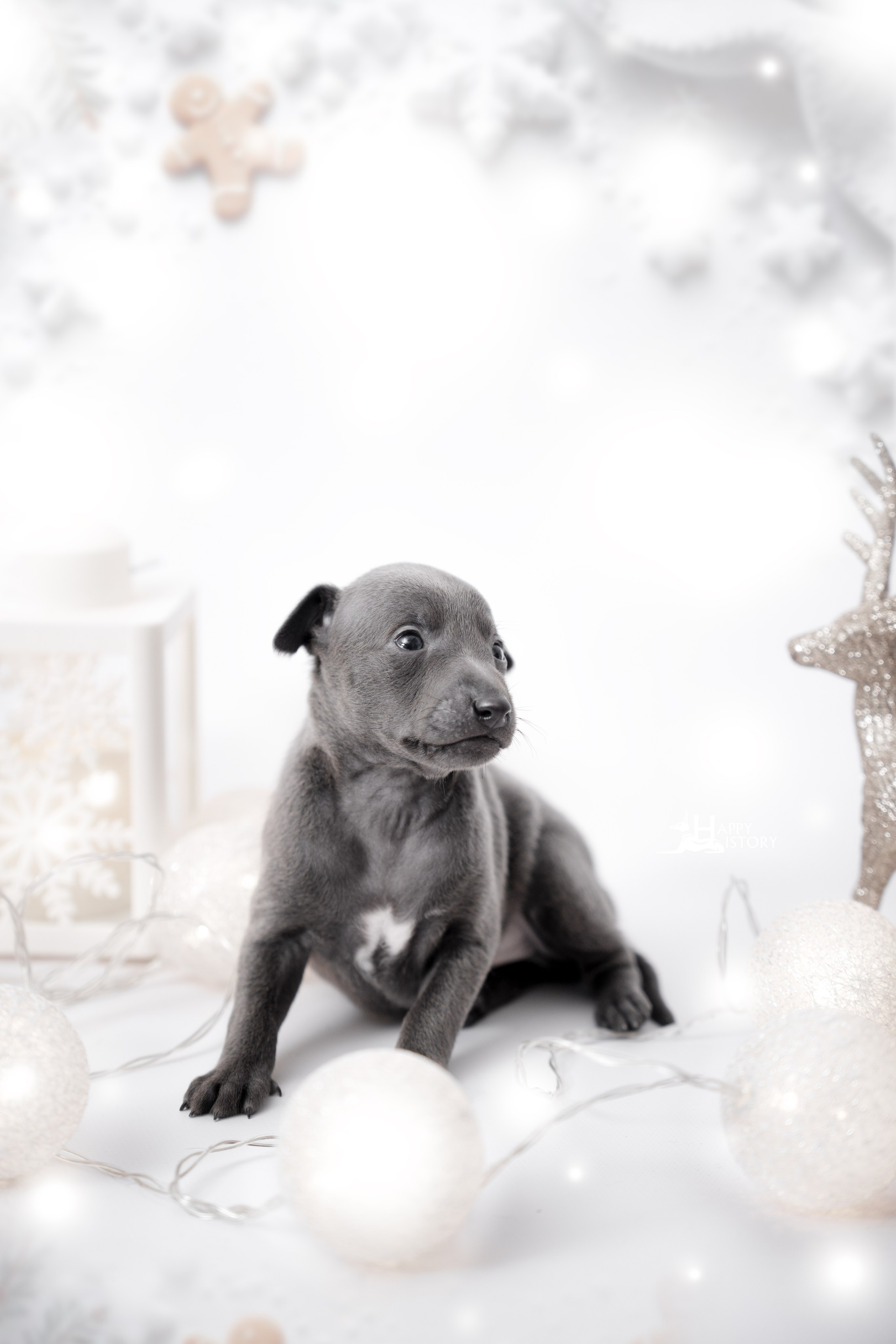 левретка щенок фотограф анималист краснодар 