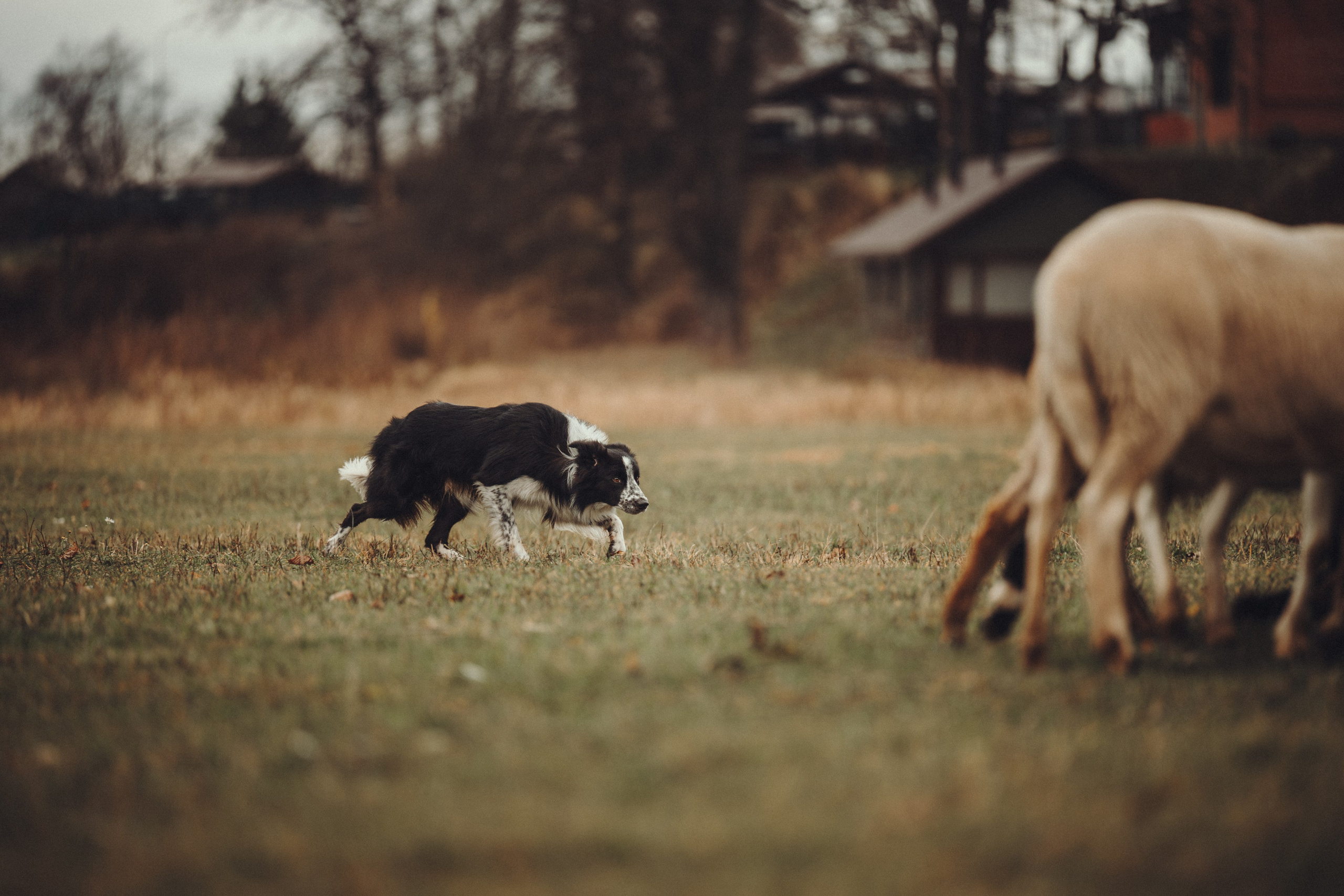 Настя и Рэги на ферме. Семейный фотограф анималист Ананьева Мария — Москва