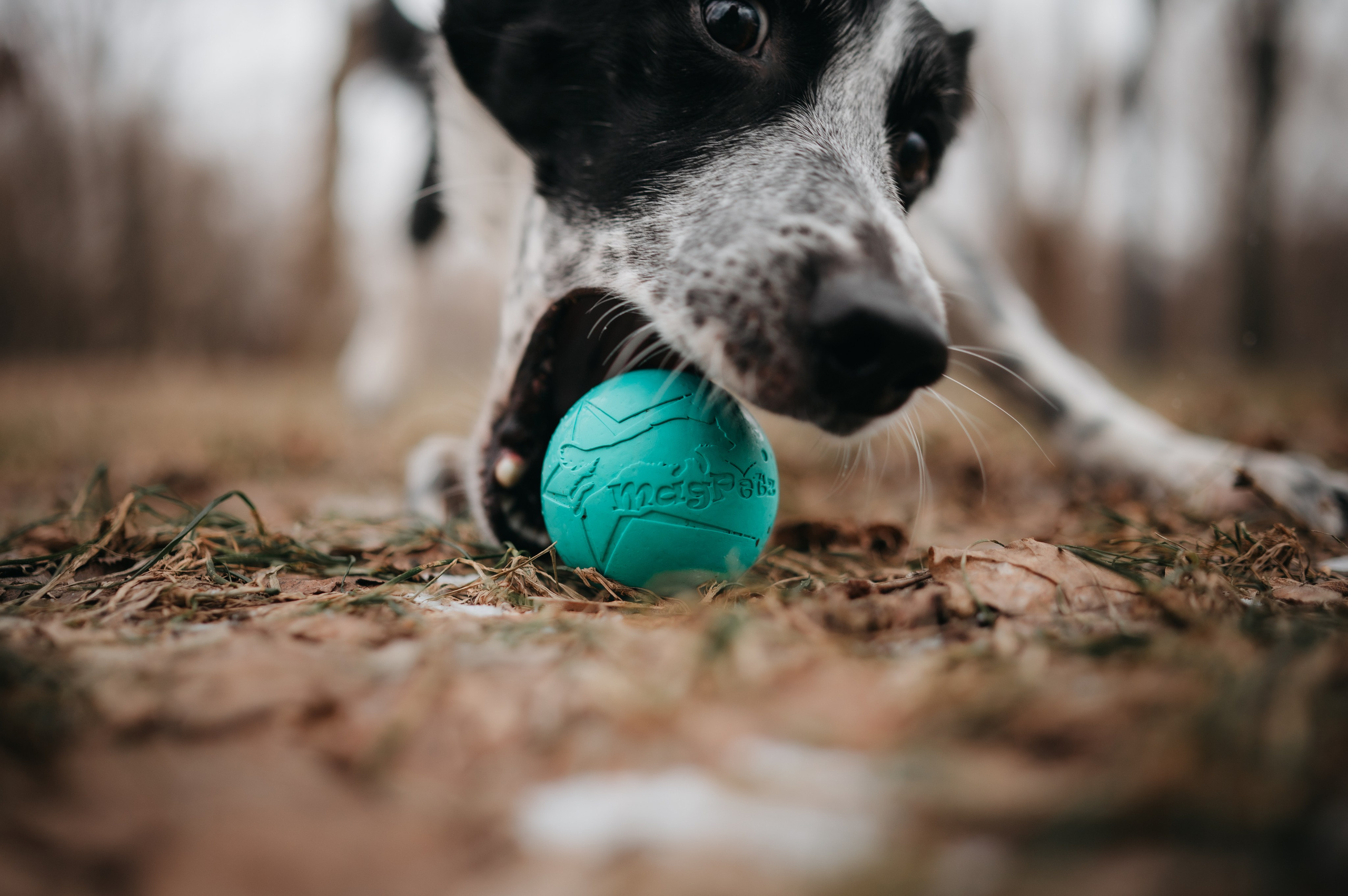 Magpetz. Семейный фотограф анималист Ананьева Мария — Москва