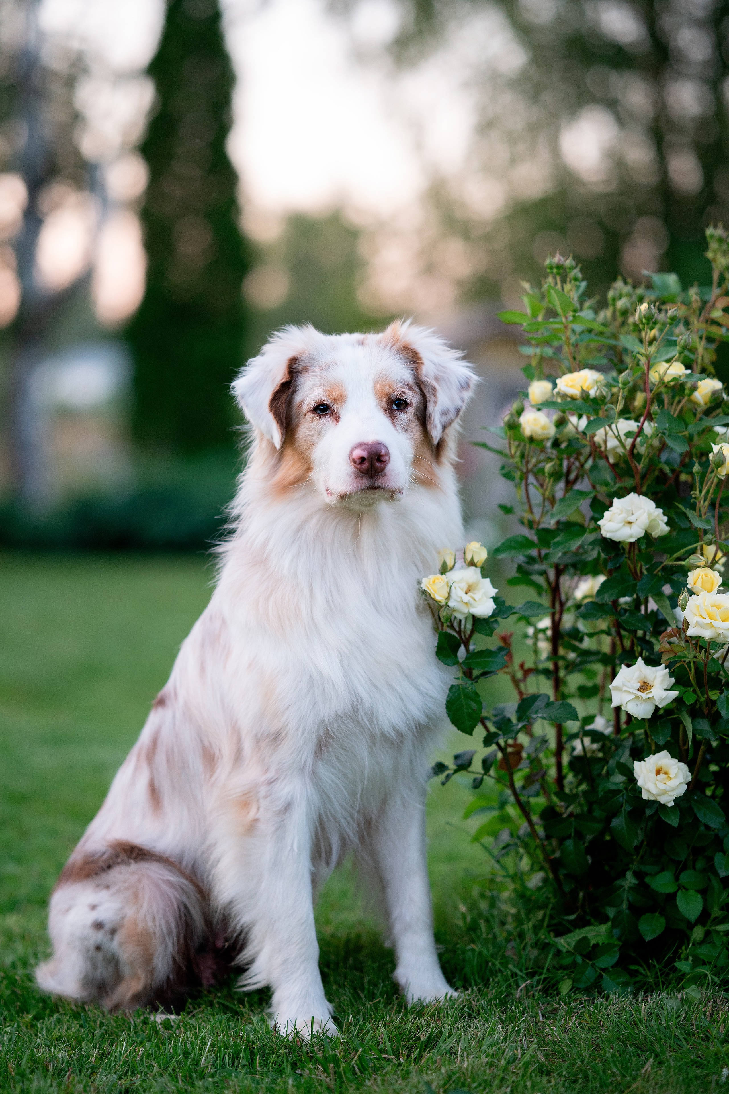 Заводчик Елизавета Степанова. Творческий фотограф Вологда