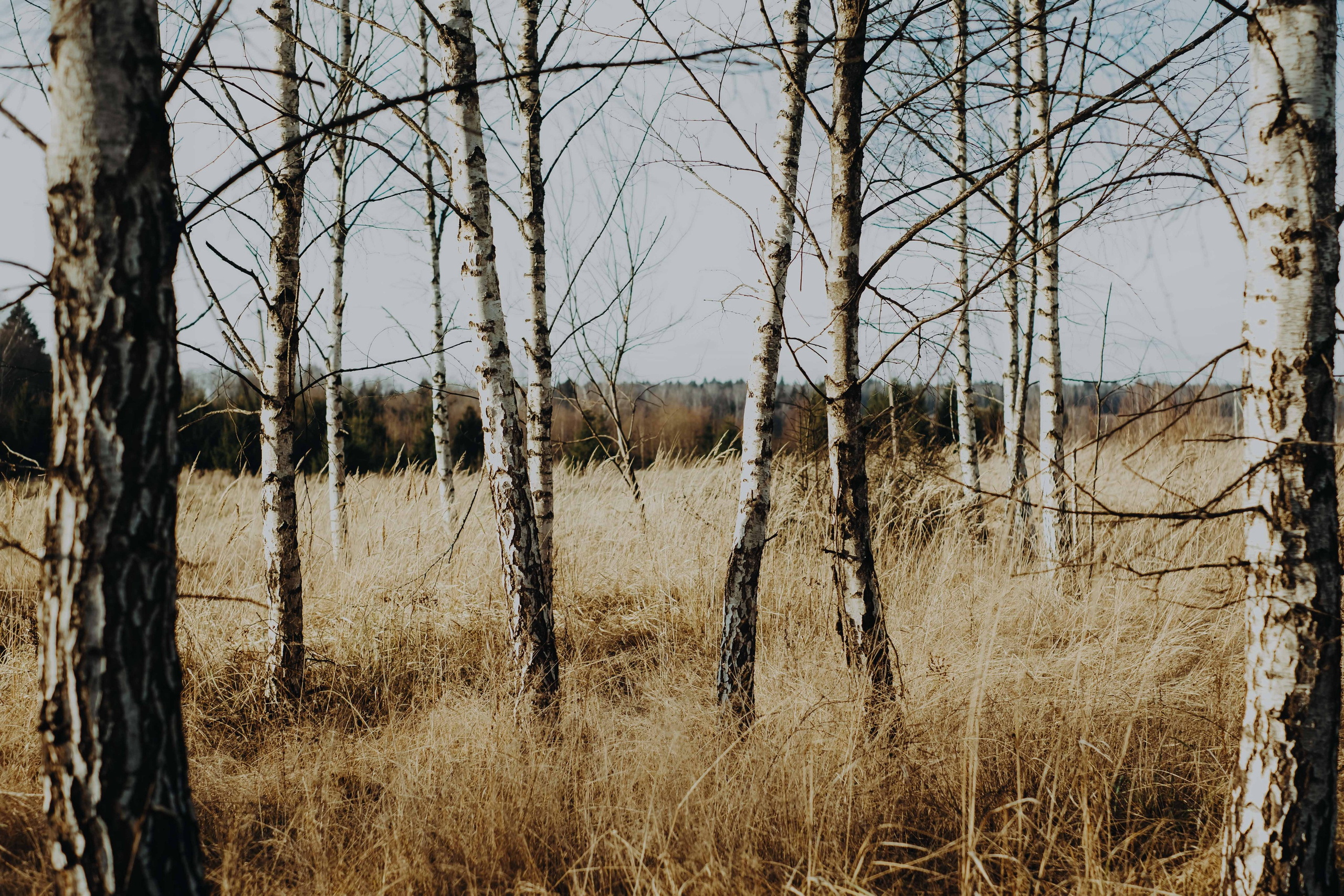 Terra Nova: Пробуждение |Грани Миров. Фотограф Аннё| Москва