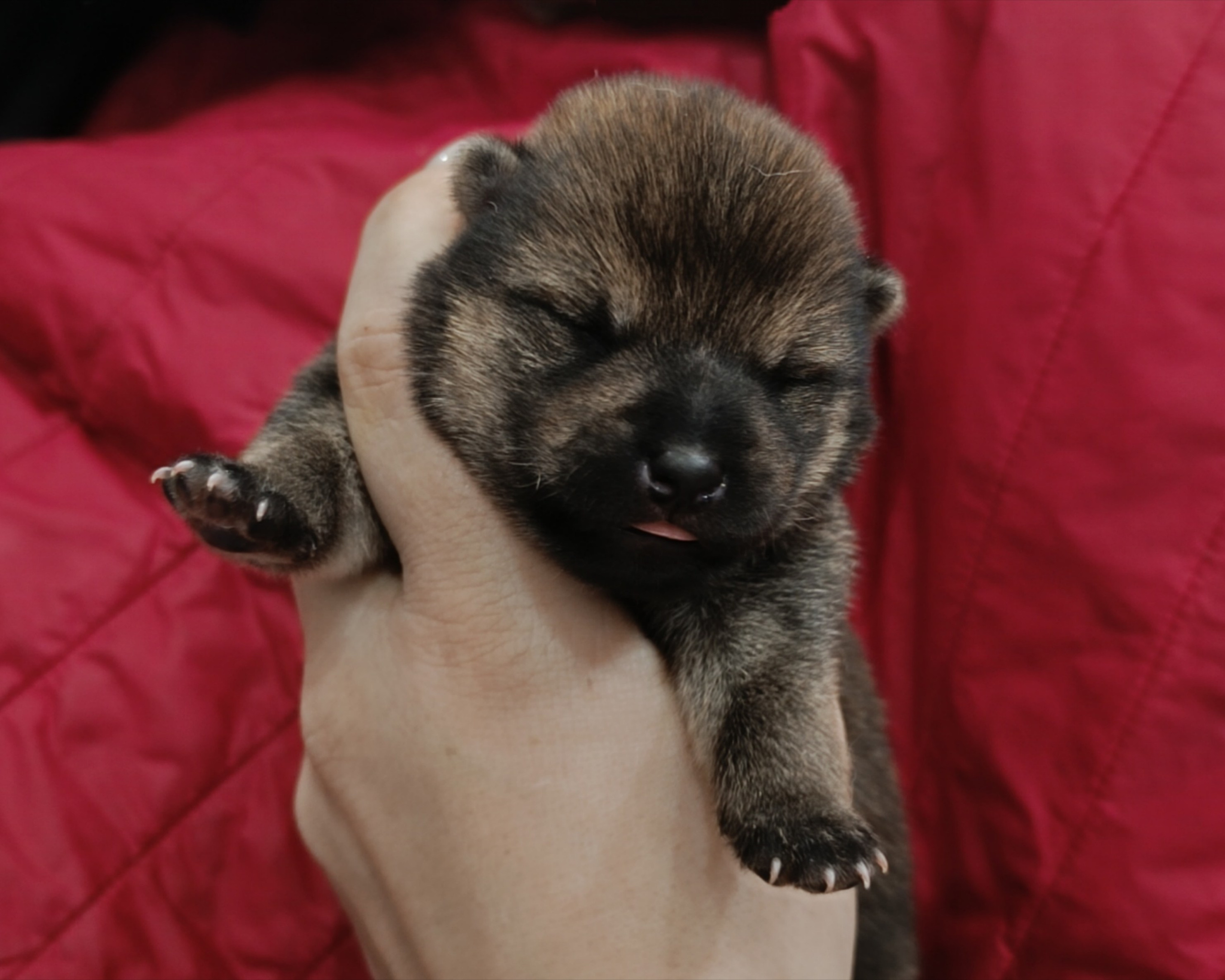 сиба питомник Рубилайт щенки на продажу rubylight  сиба щенки купить СПб Санкт-Петербург 