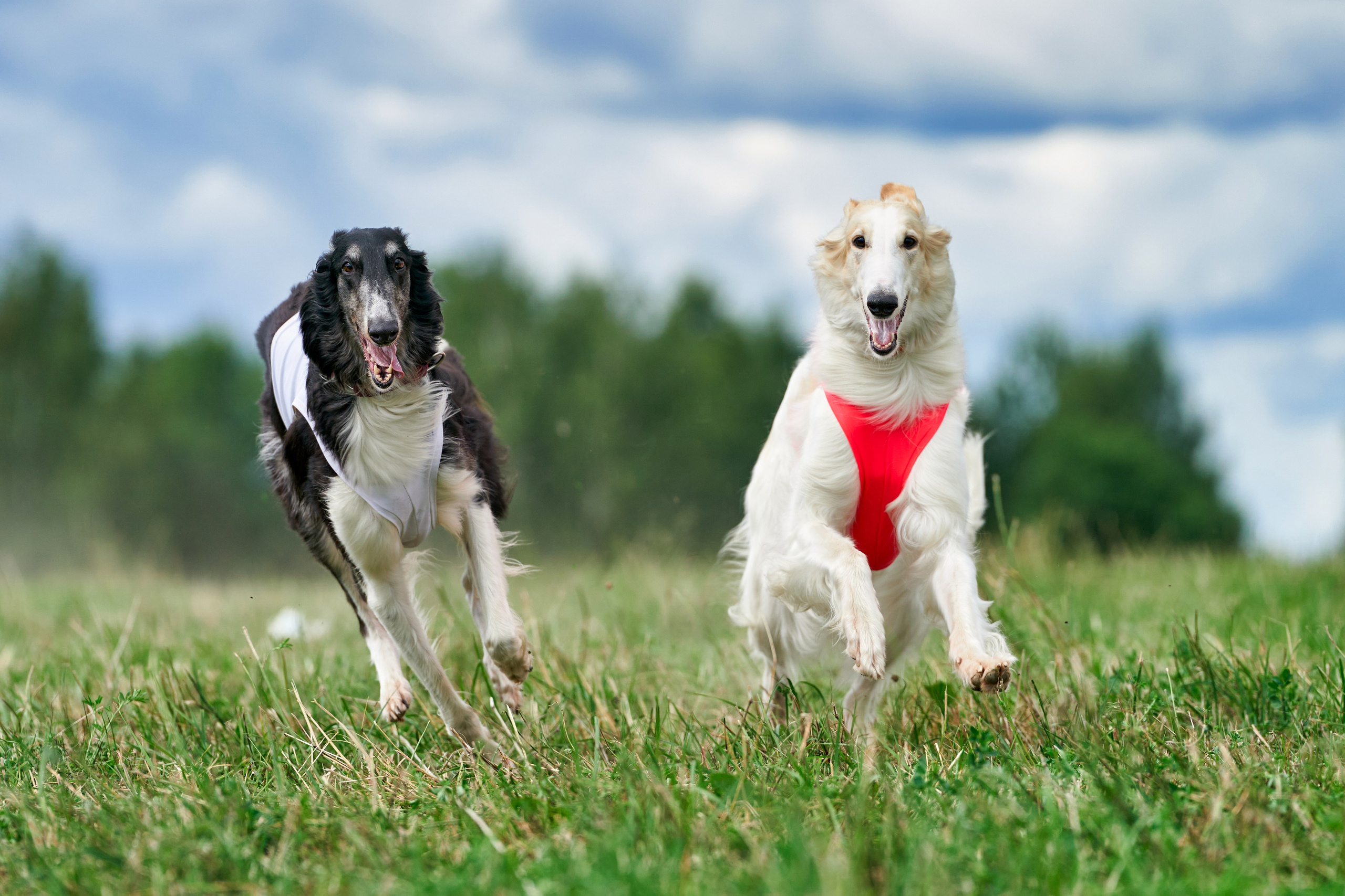 Репортажная съемка. Фотограф-анималист Михаил Манухин