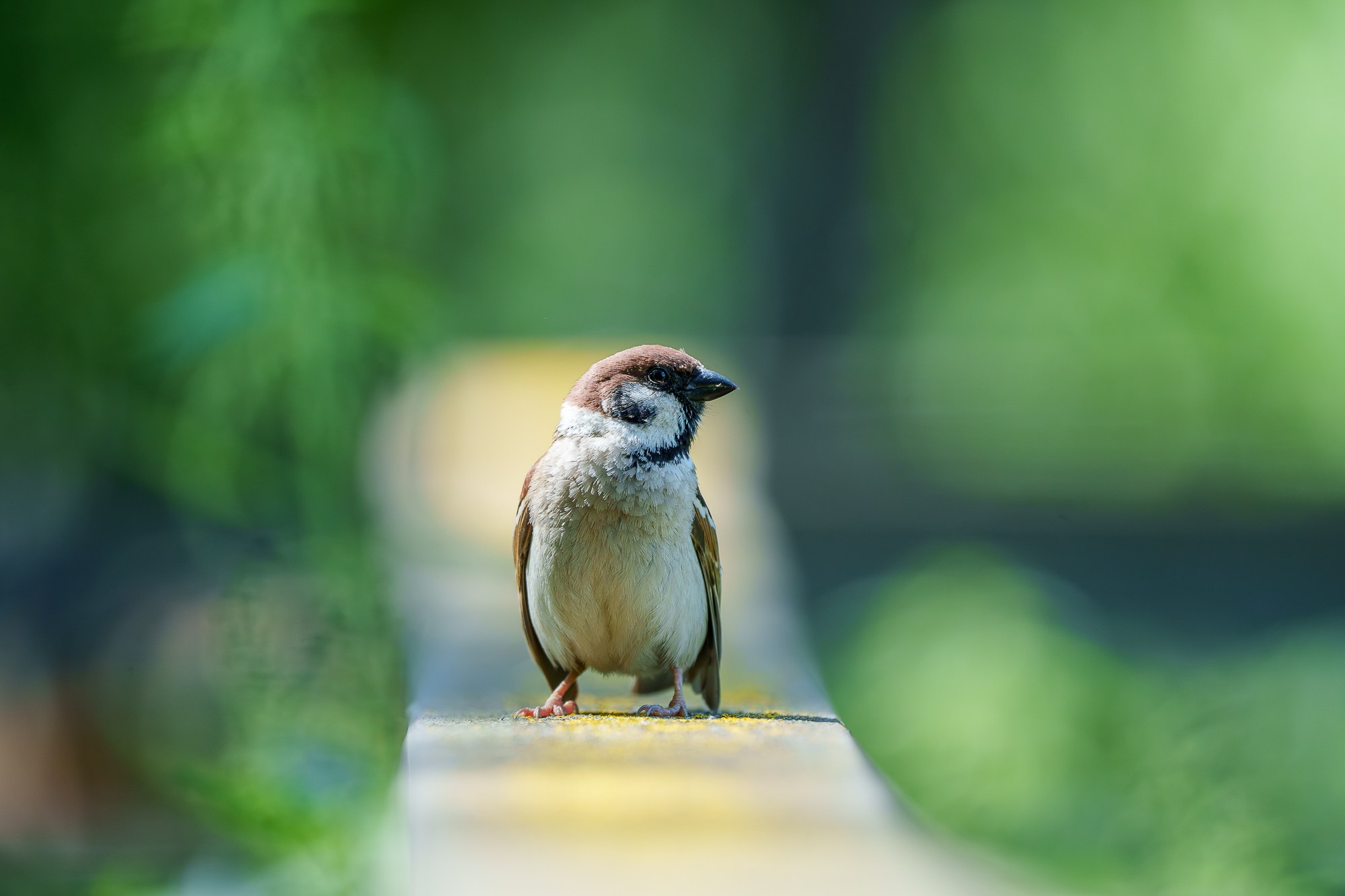 Удивительные мир птиц. Вокруг нас столько прекрасного — присмотритесь!. Ваш личный фотограф Марина Волкова