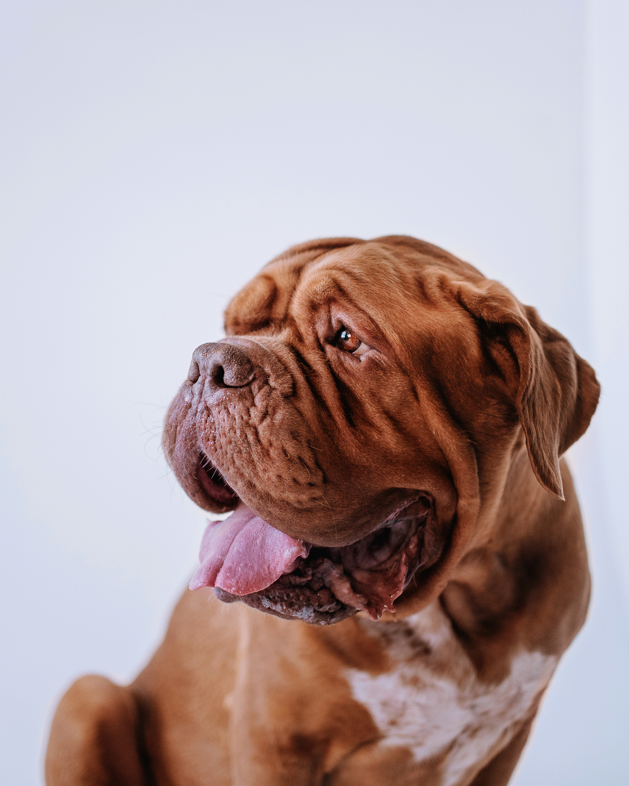 Студия: бульдог Бургер, бордосский дог Саша и Денис с Таней. Портфолио