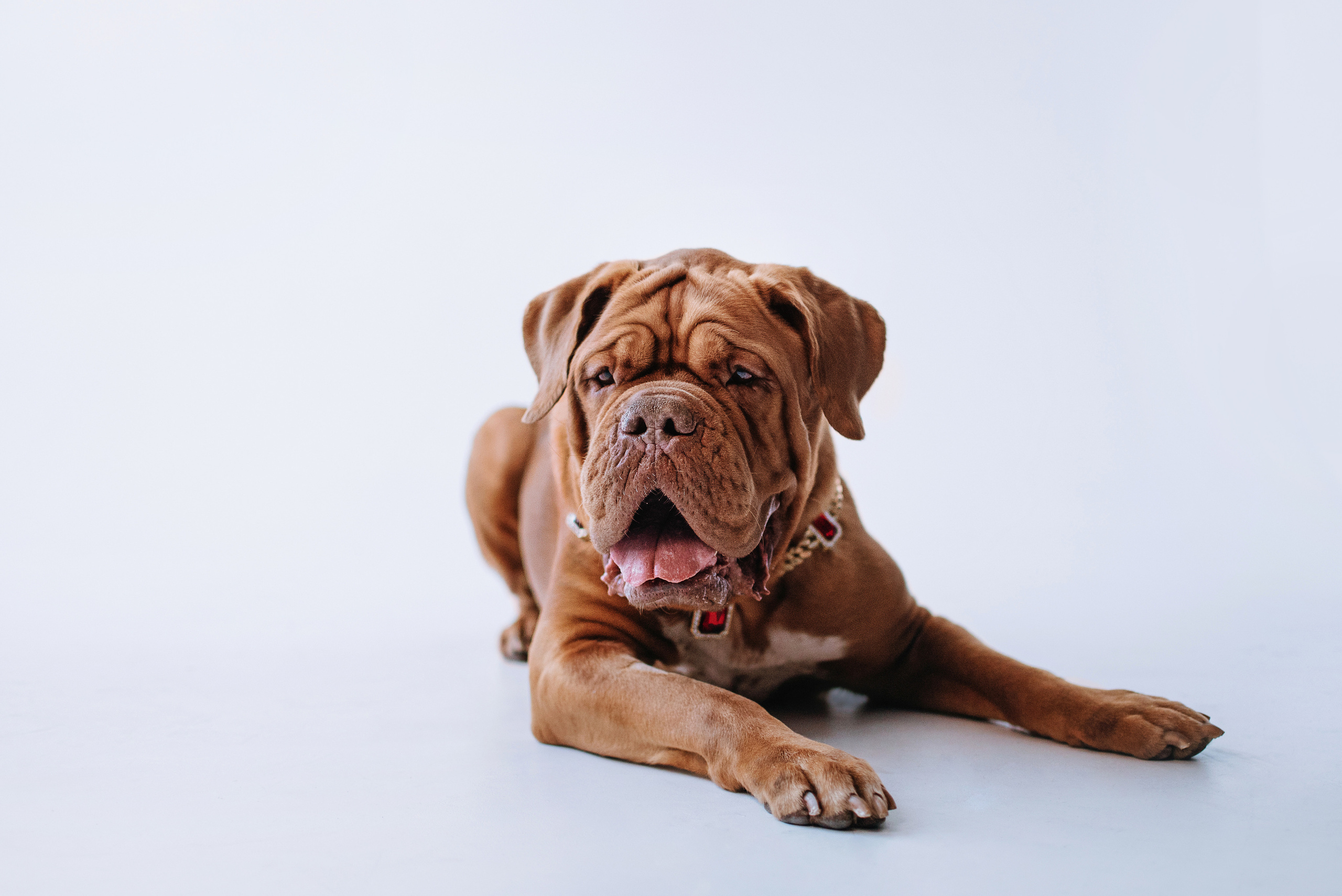 Студия: бульдог Бургер, бордосский дог Саша и Денис с Таней. Портфолио