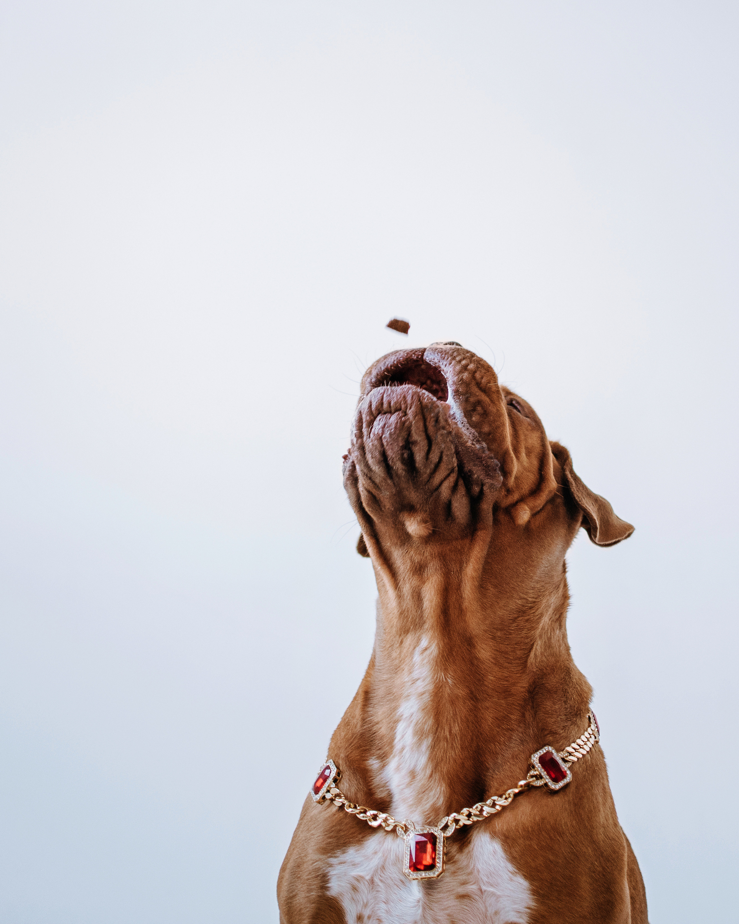 Студия: бульдог Бургер, бордосский дог Саша и Денис с Таней. Портфолио