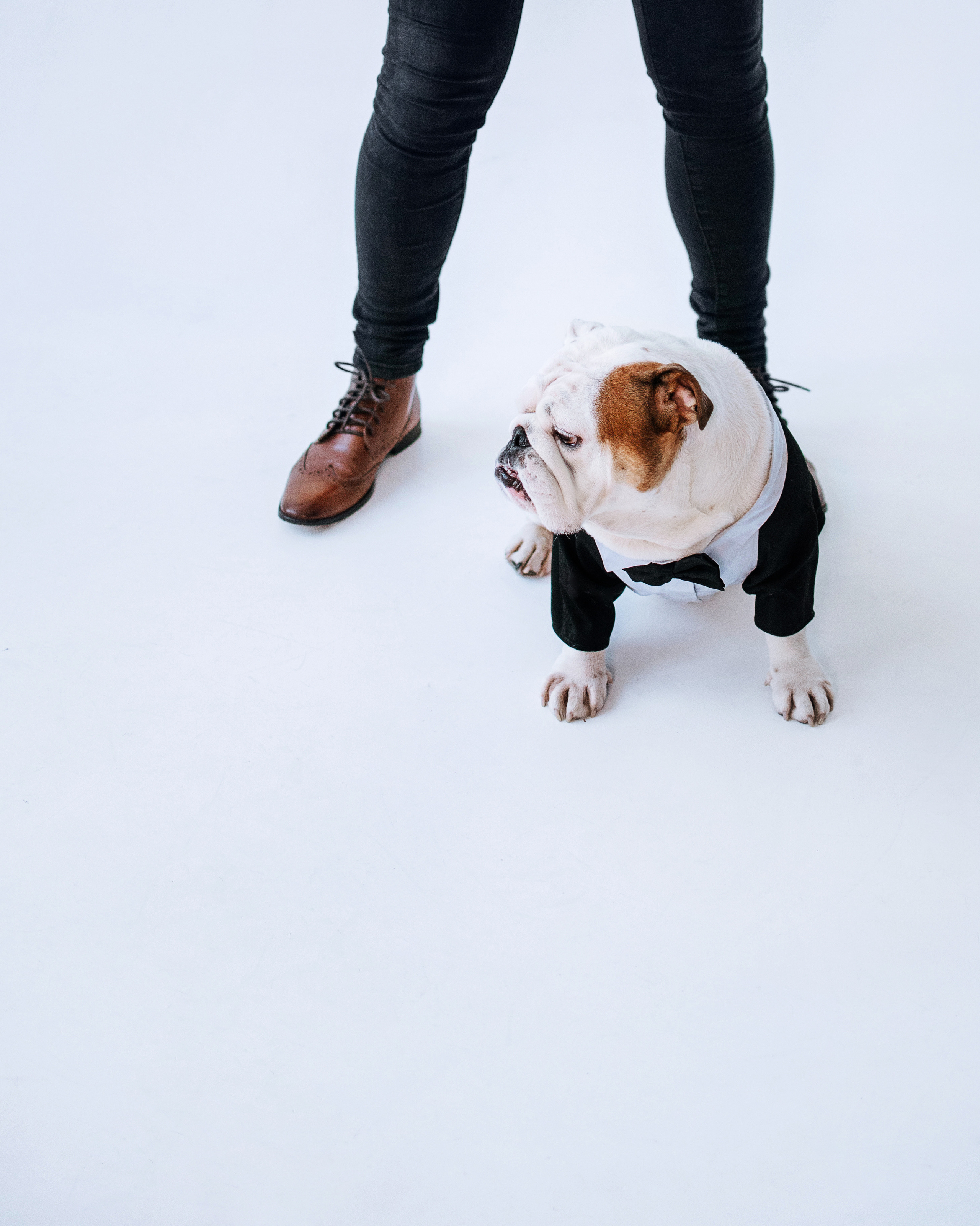 Студия: бульдог Бургер, бордосский дог Саша и Денис с Таней. Портфолио