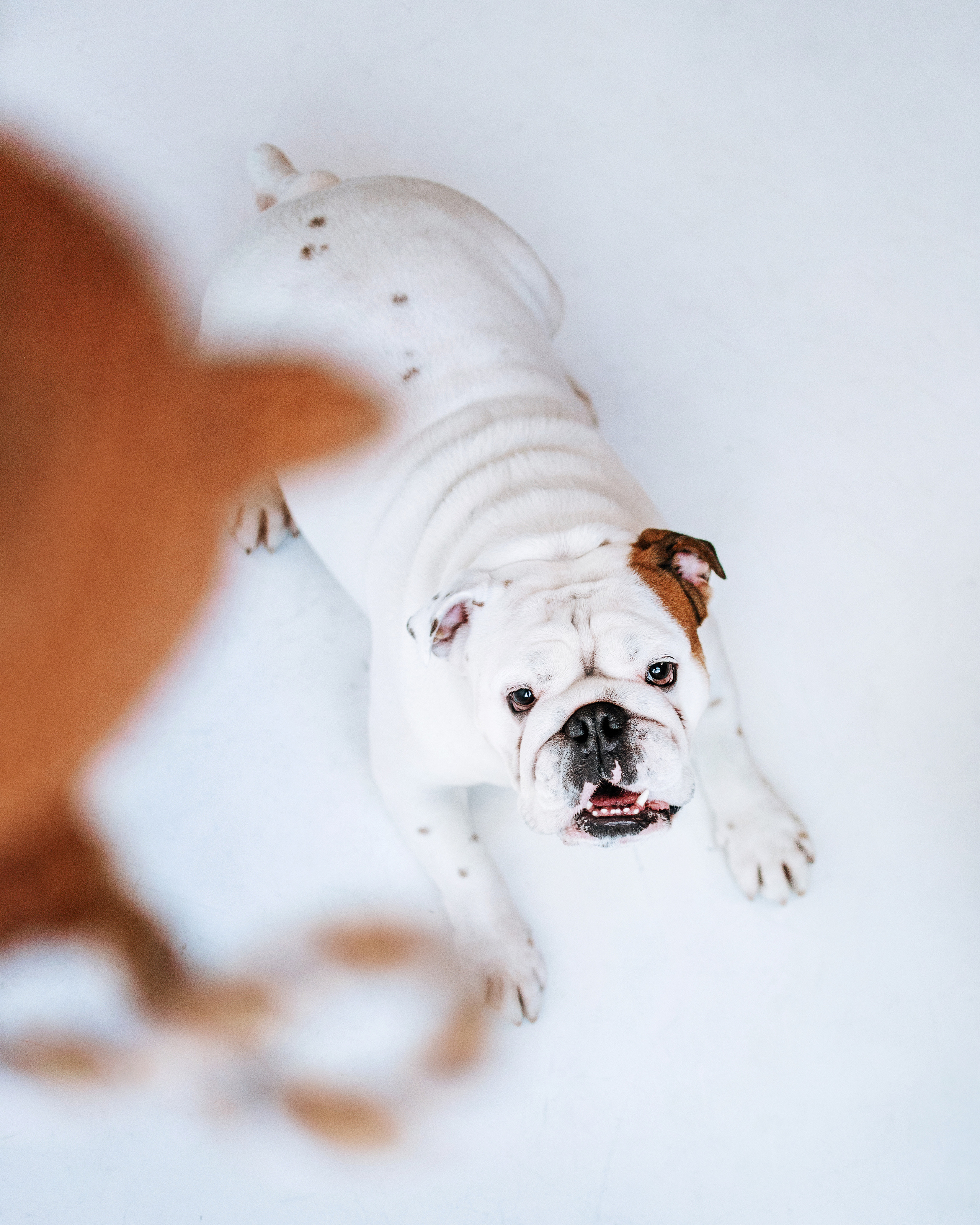 Студия: бульдог Бургер, бордосский дог Саша и Денис с Таней. Портфолио