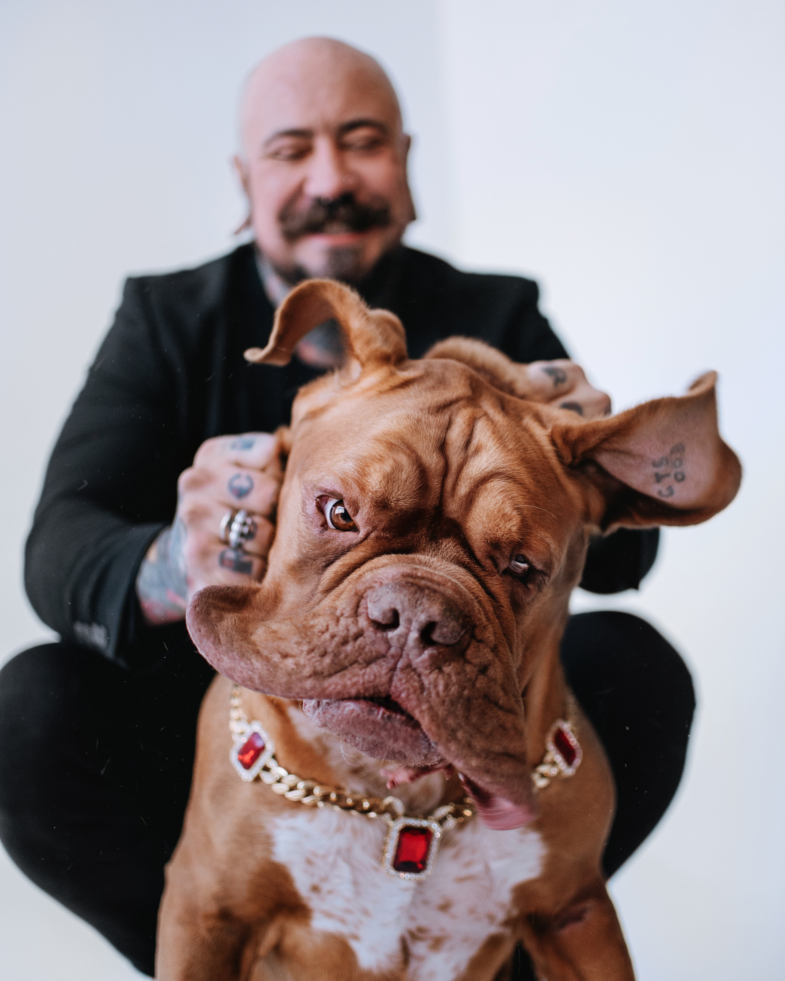 Студия: бульдог Бургер, бордосский дог Саша и Денис с Таней. Портфолио