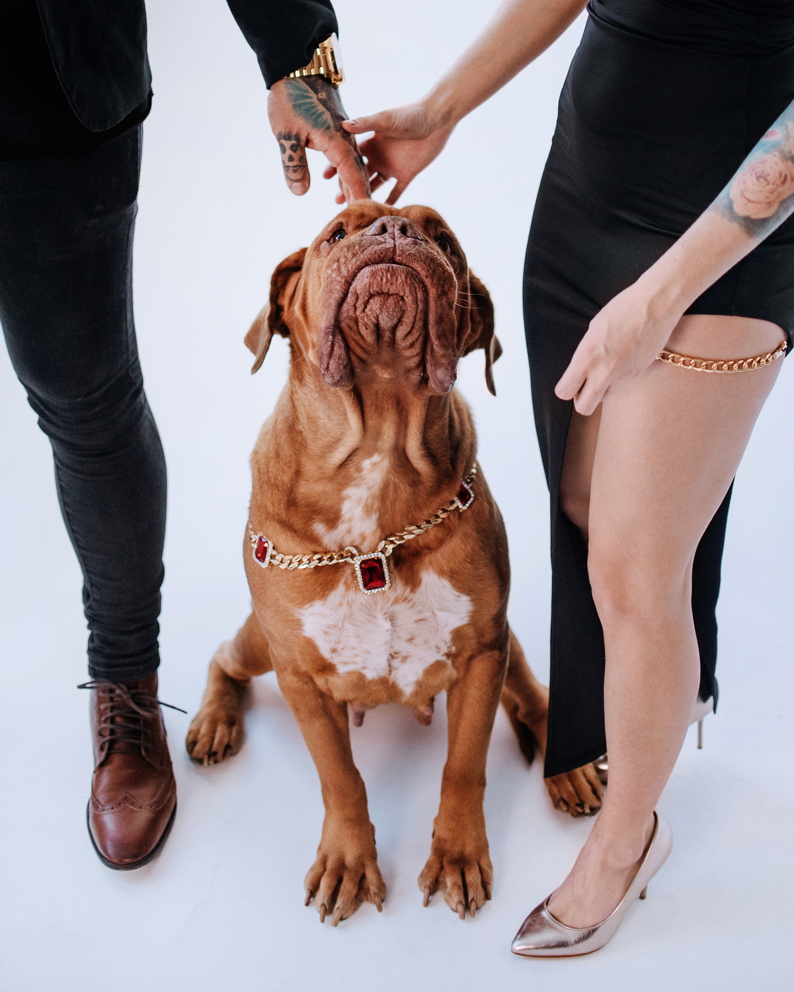 Студия: бульдог Бургер, бордосский дог Саша и Денис с Таней. Портфолио