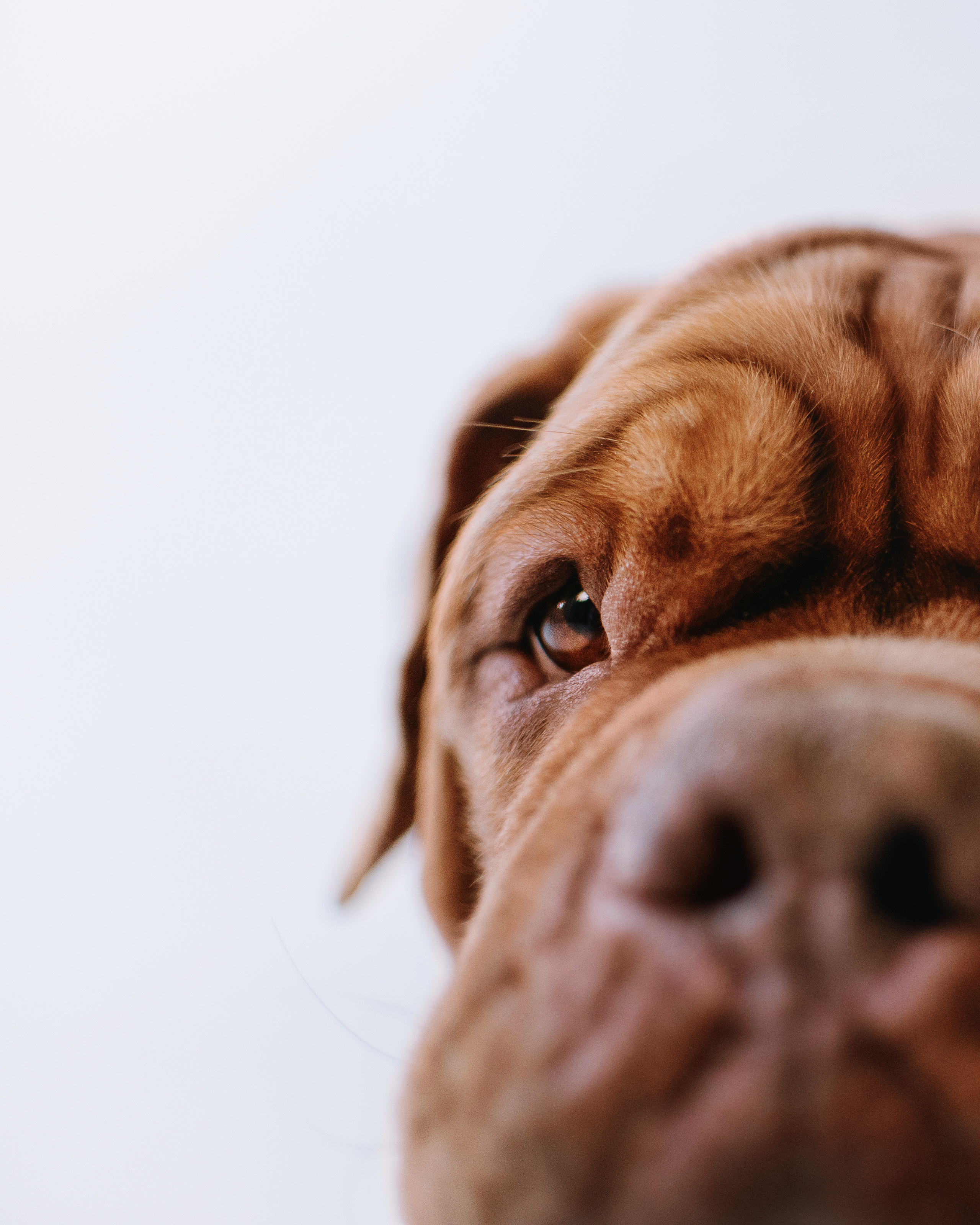 Студия: бульдог Бургер, бордосский дог Саша и Денис с Таней. Портфолио